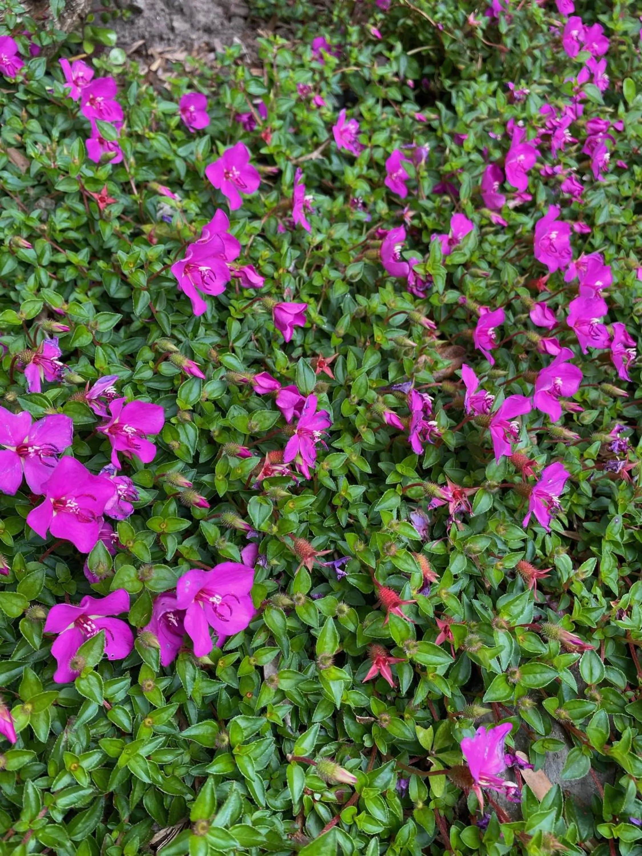Garden in Opononi Lighthouse Motel