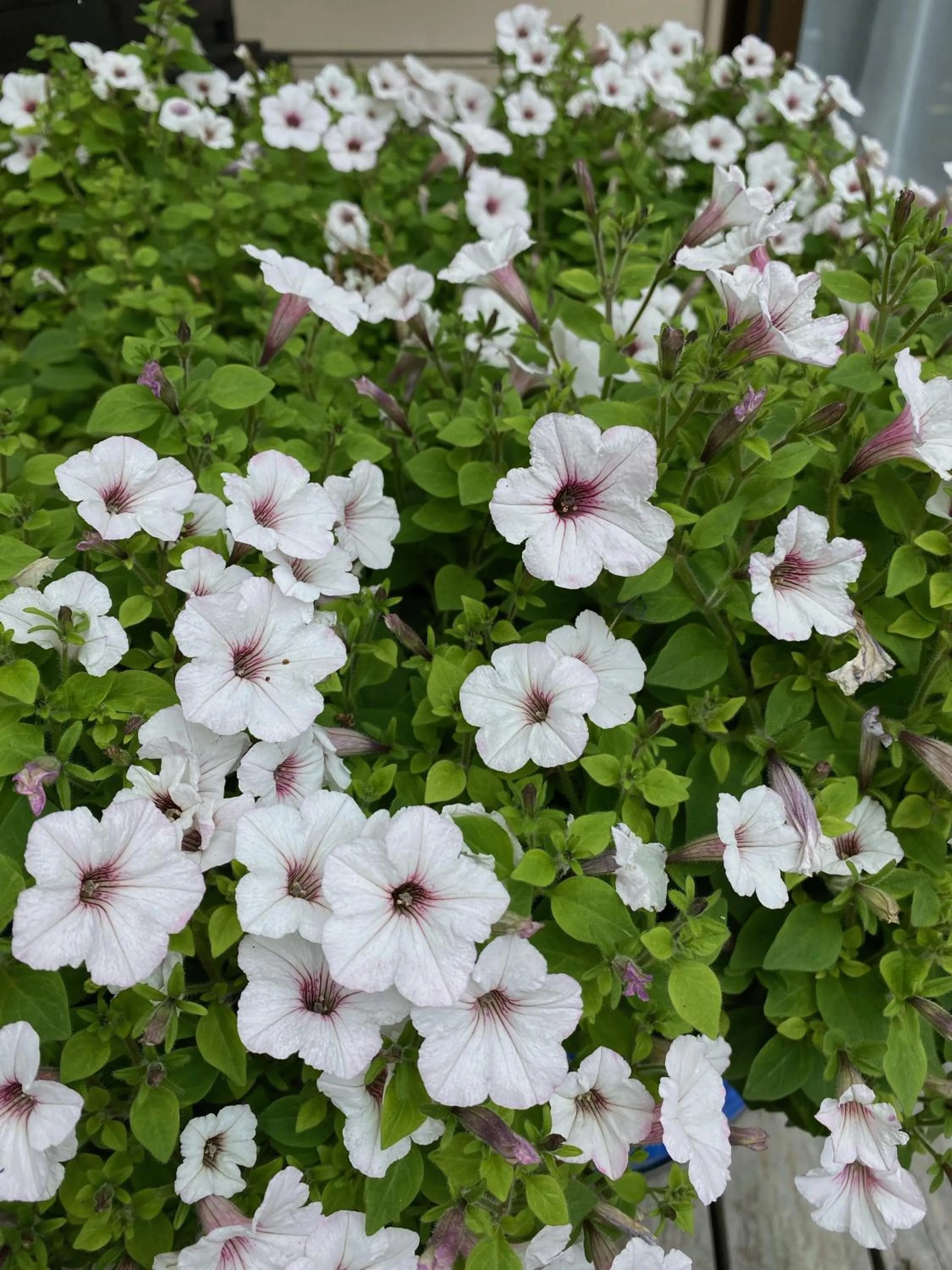 Garden in Opononi Lighthouse Motel