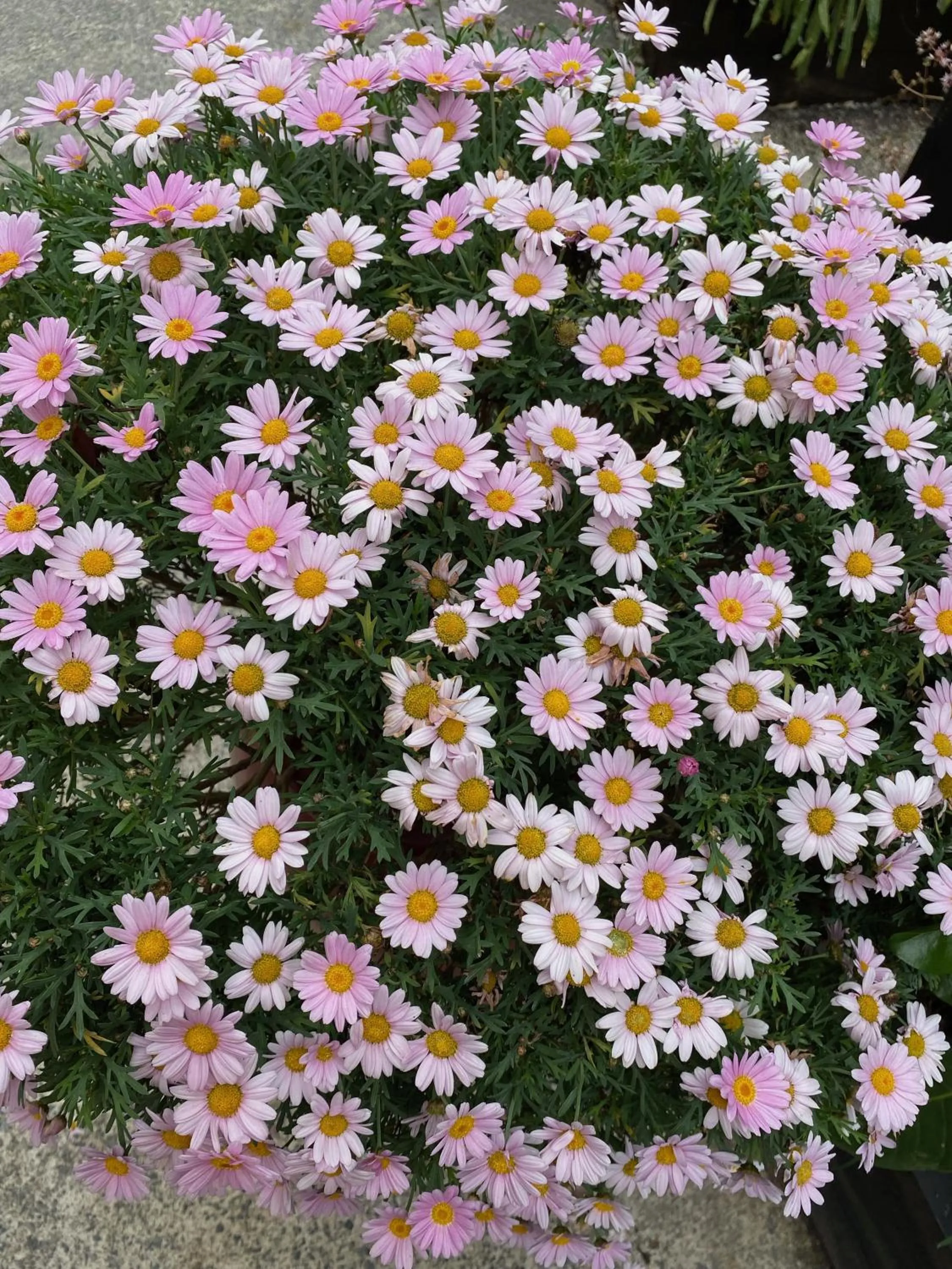 Garden in Opononi Lighthouse Motel