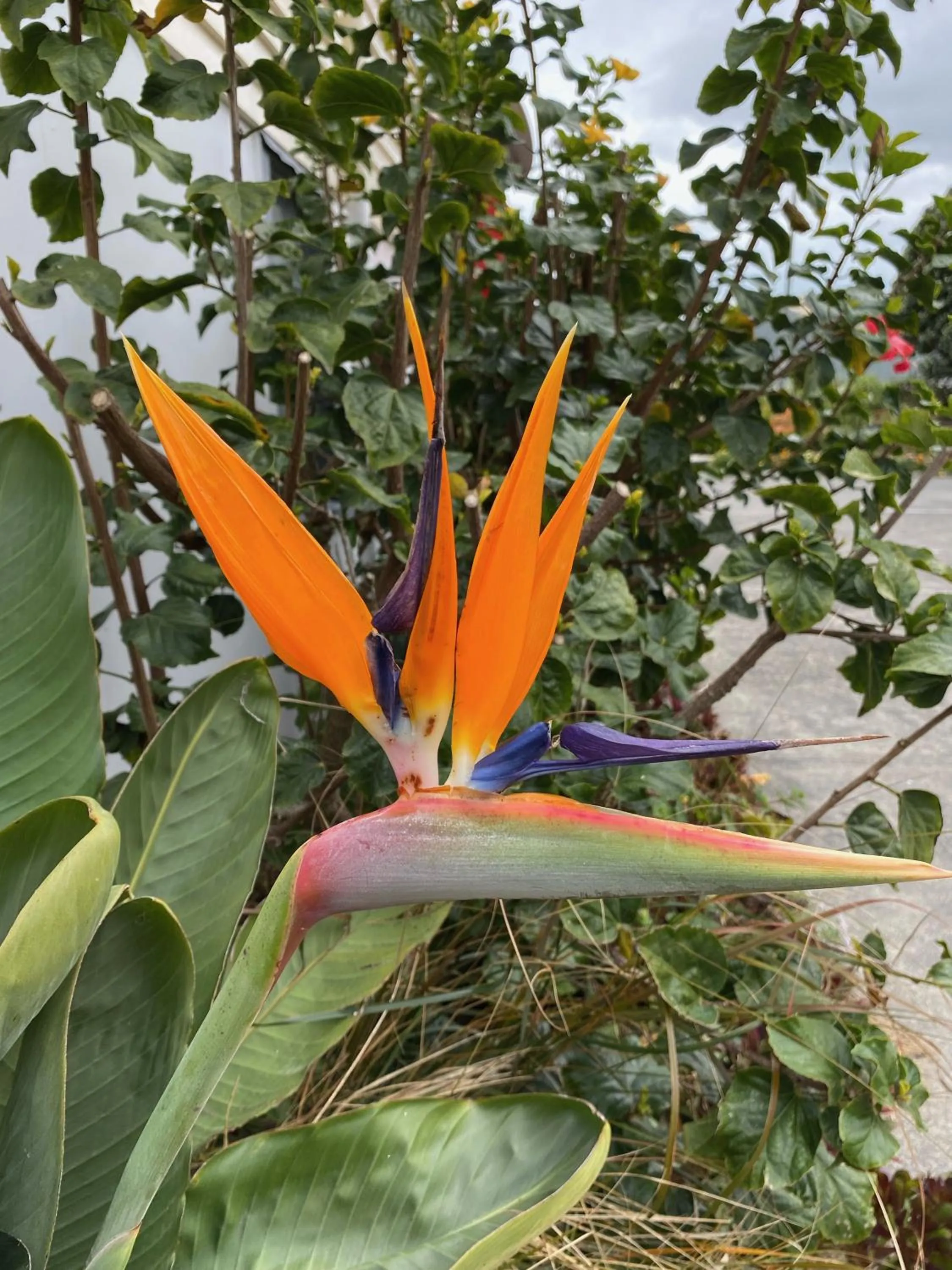 Garden in Opononi Lighthouse Motel