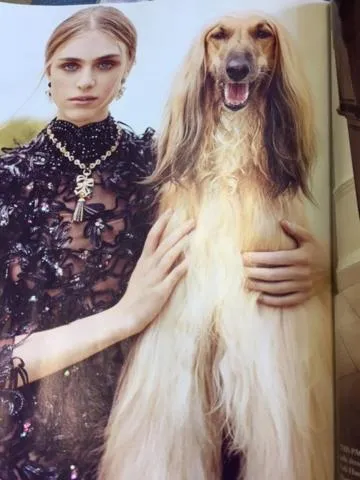 Pets in The Feathers