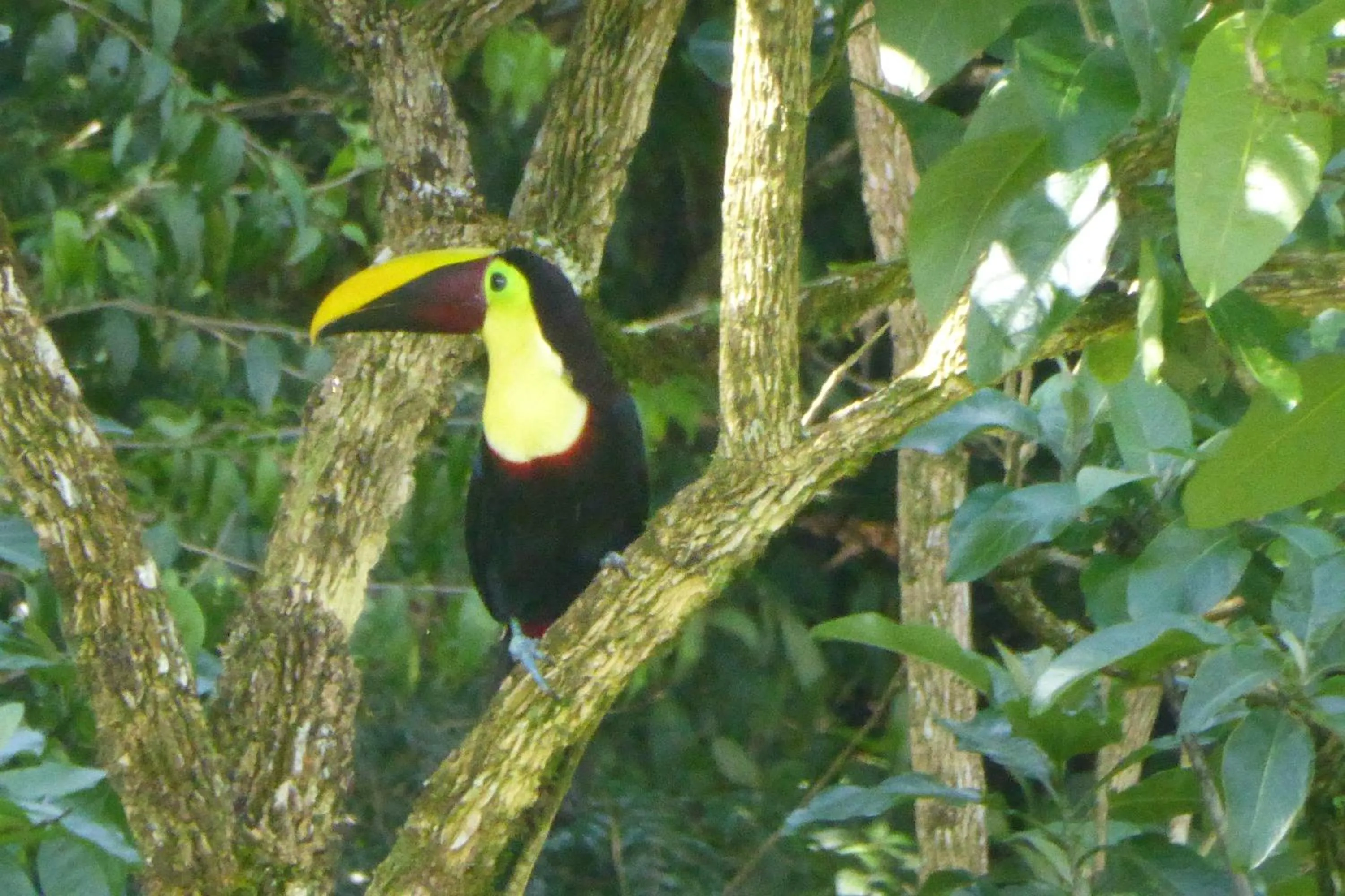 Animals in Aves de Tierras Altas