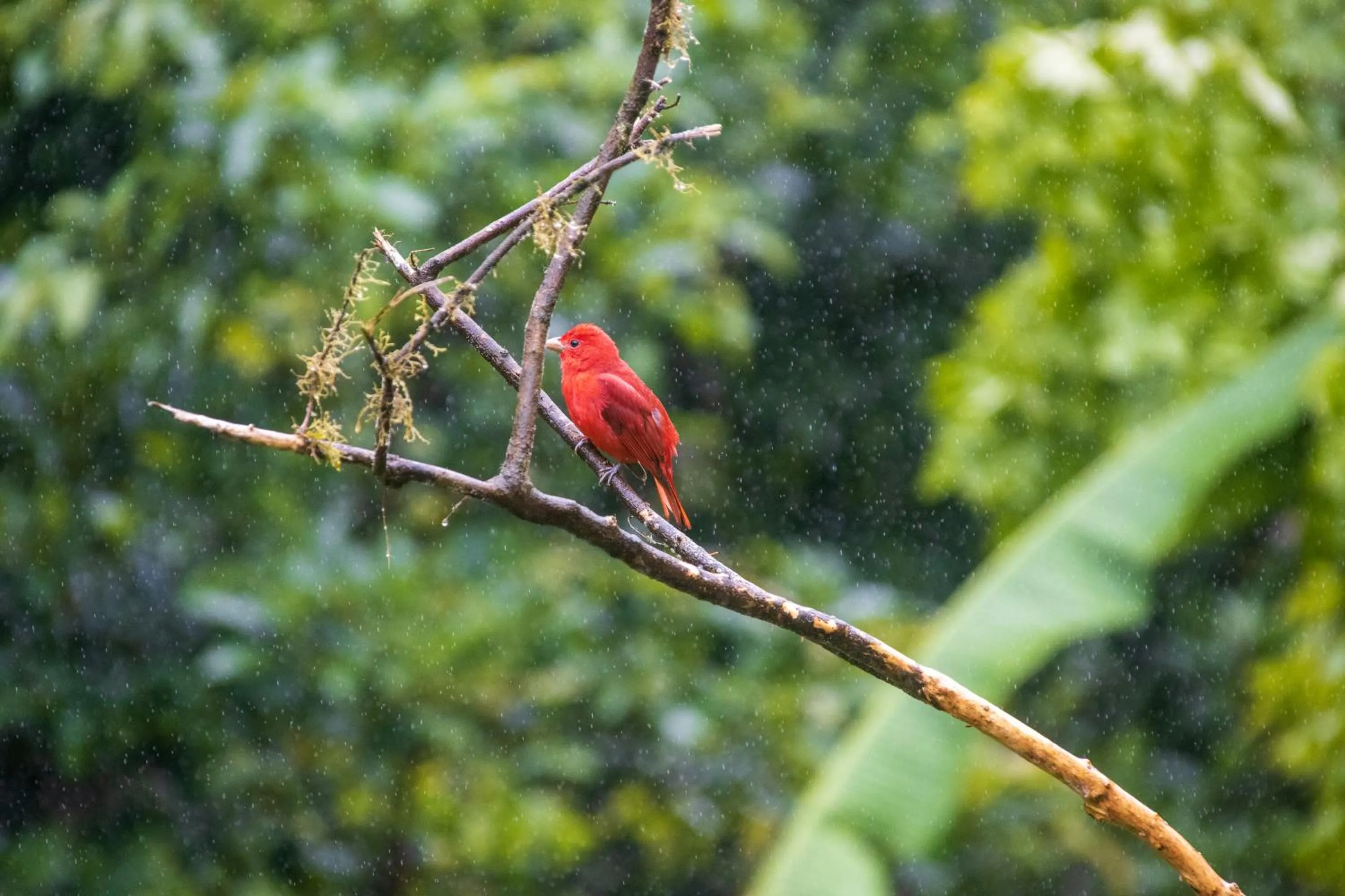 Natural landscape in Aves de Tierras Altas