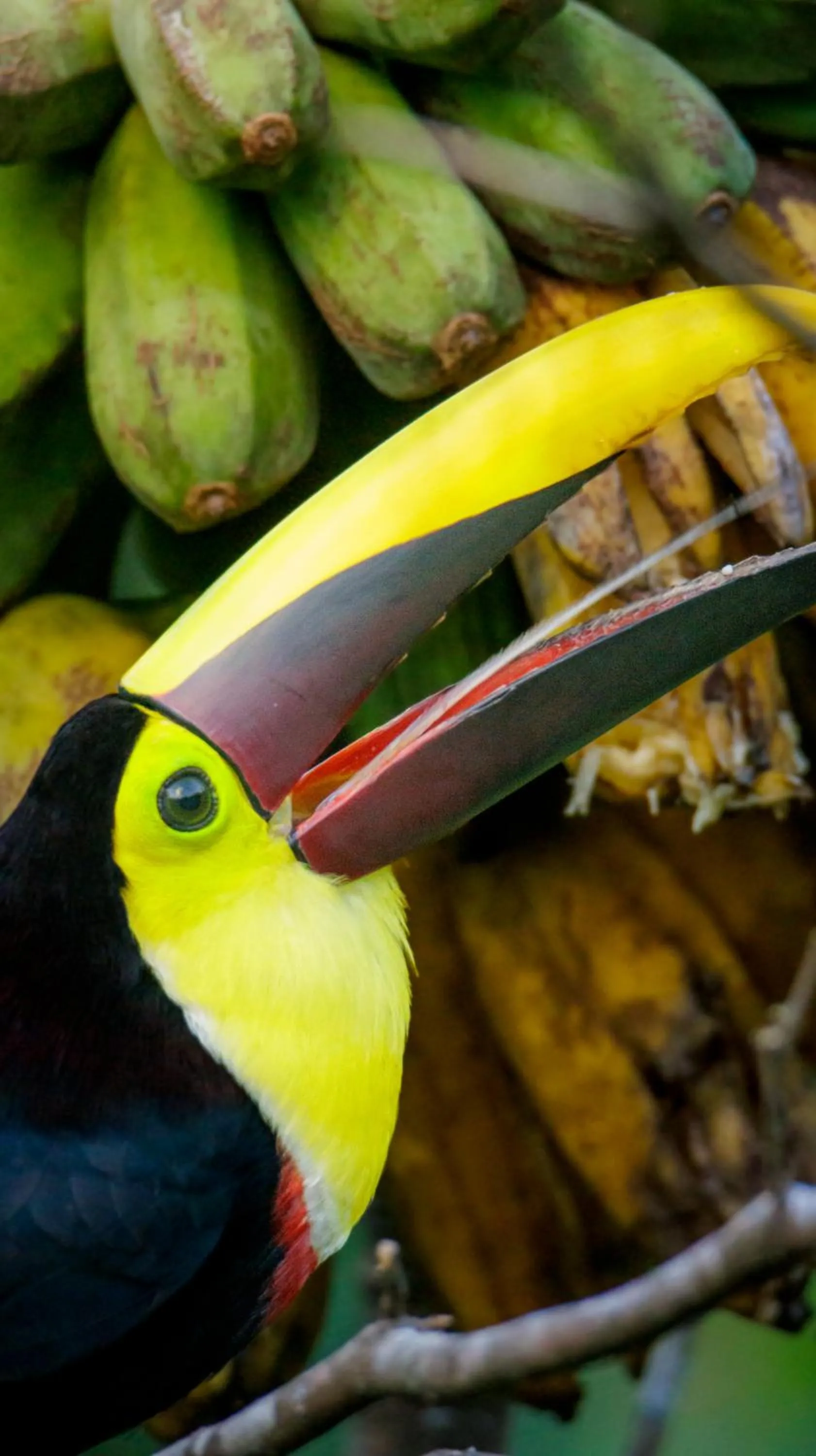 Animals in Aves de Tierras Altas