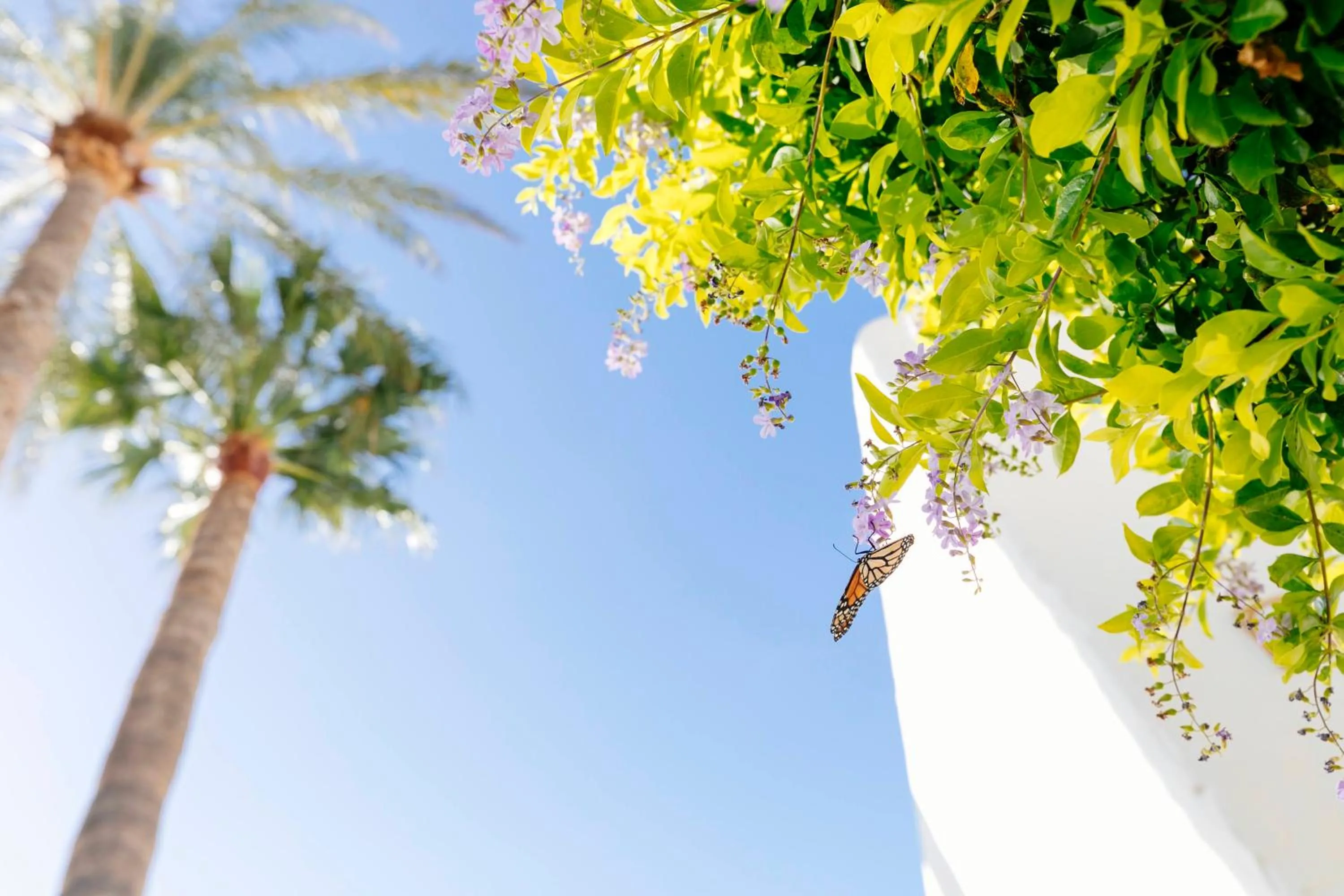 HD Parque Cristobal Tenerife