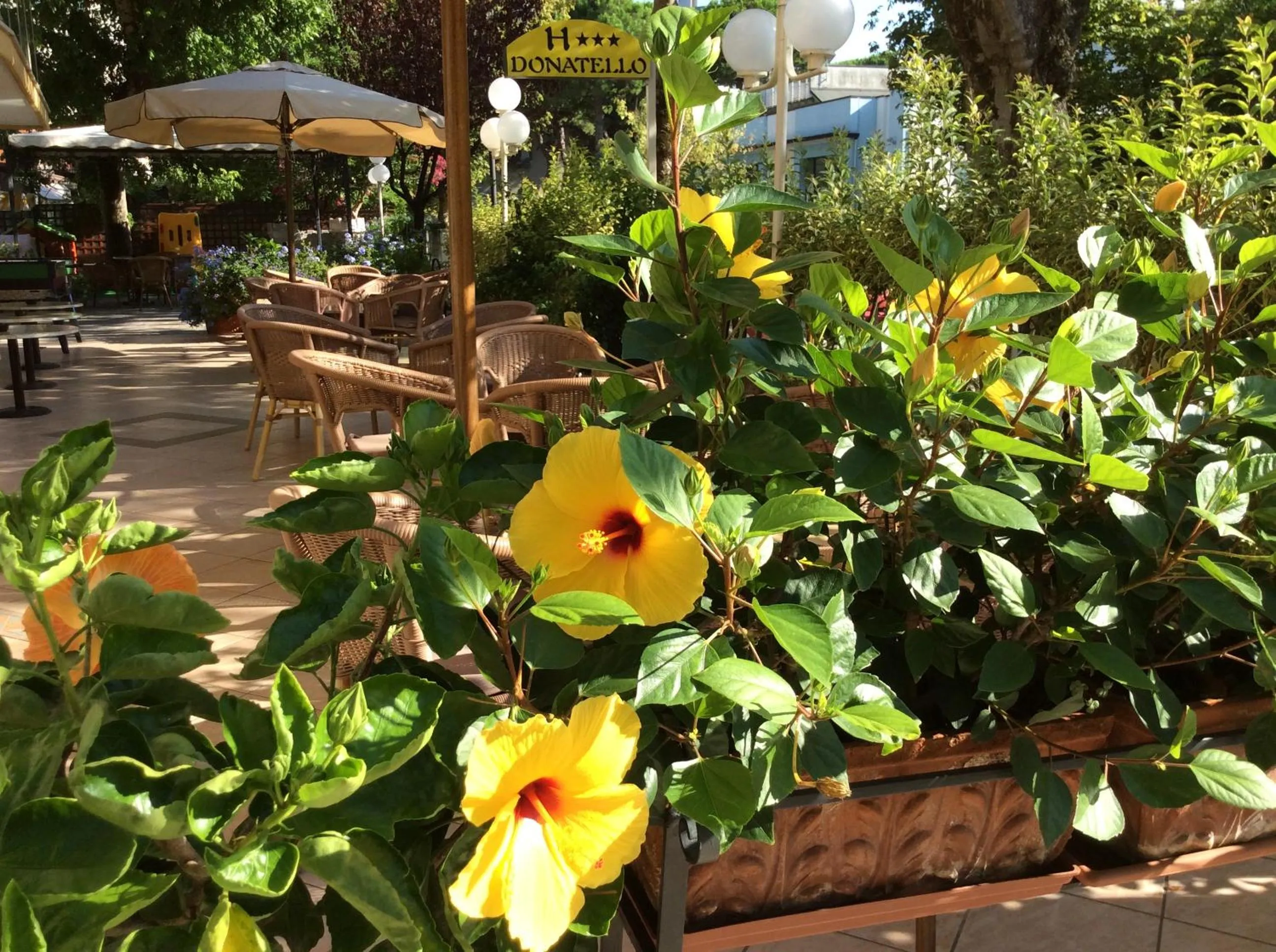 Garden in Hotel Donatello