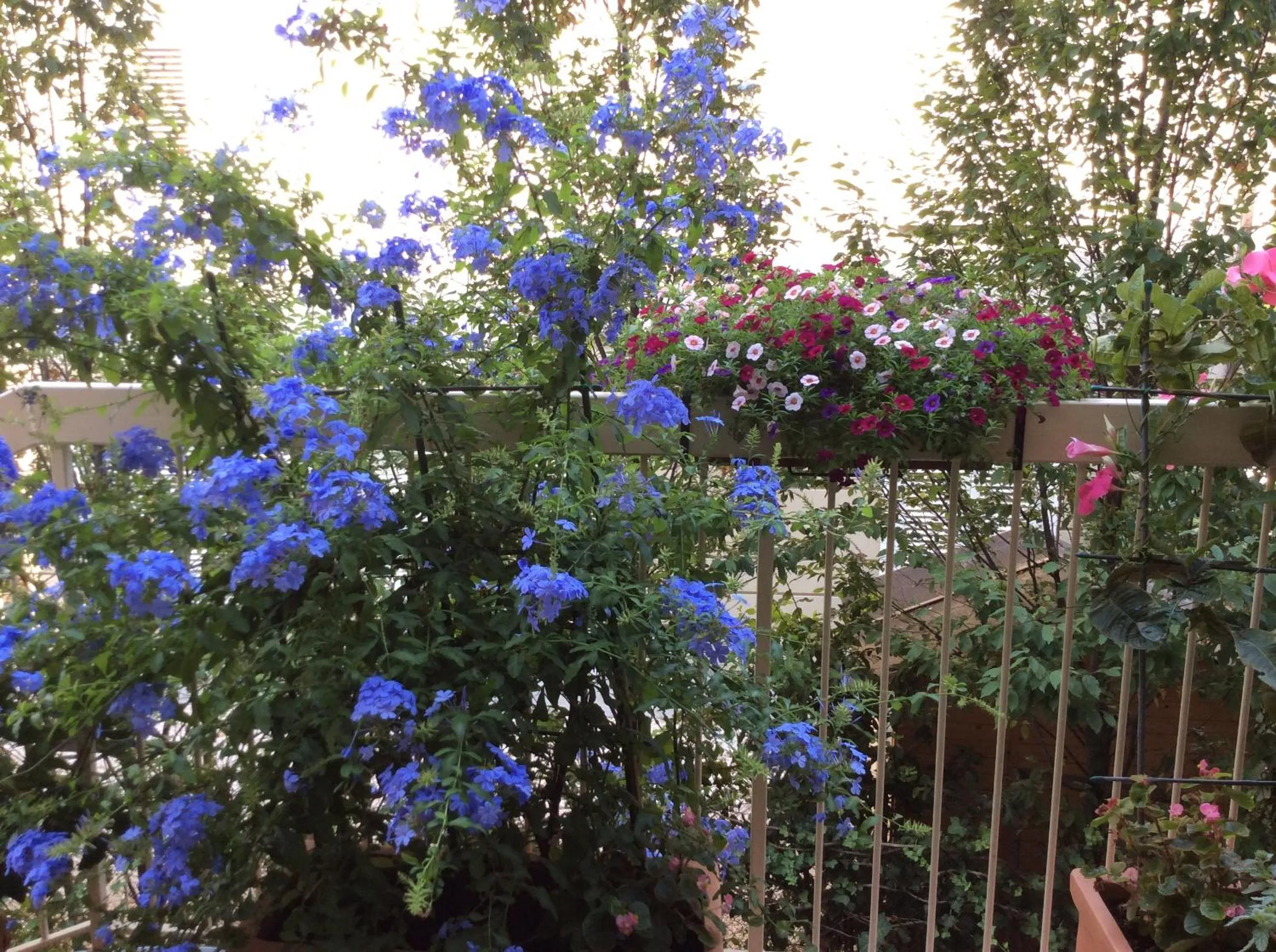 Garden view in Hotel Donatello
