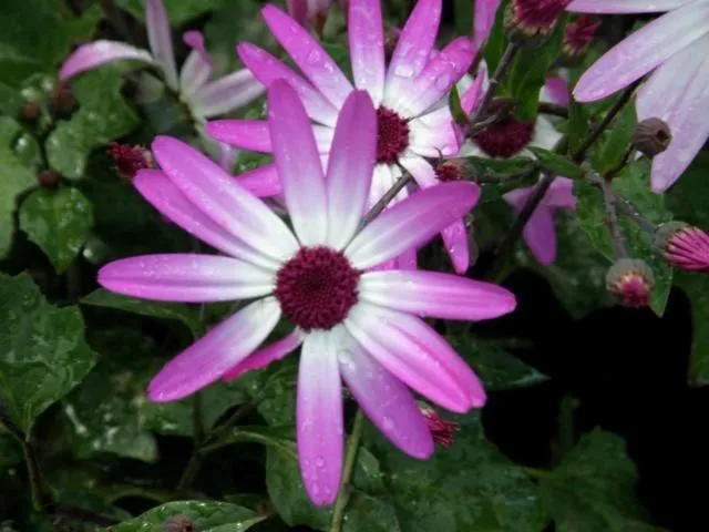 Garden in Kettle House B&B
