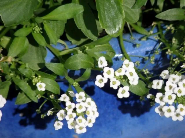 Garden in Kettle House B&B