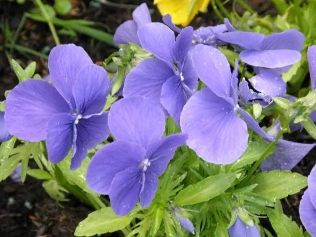 Garden in Kettle House B&B