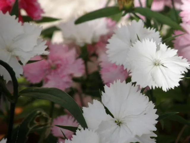 Garden in Kettle House B&B