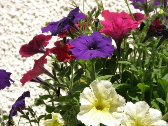 Garden in Kettle House B&B