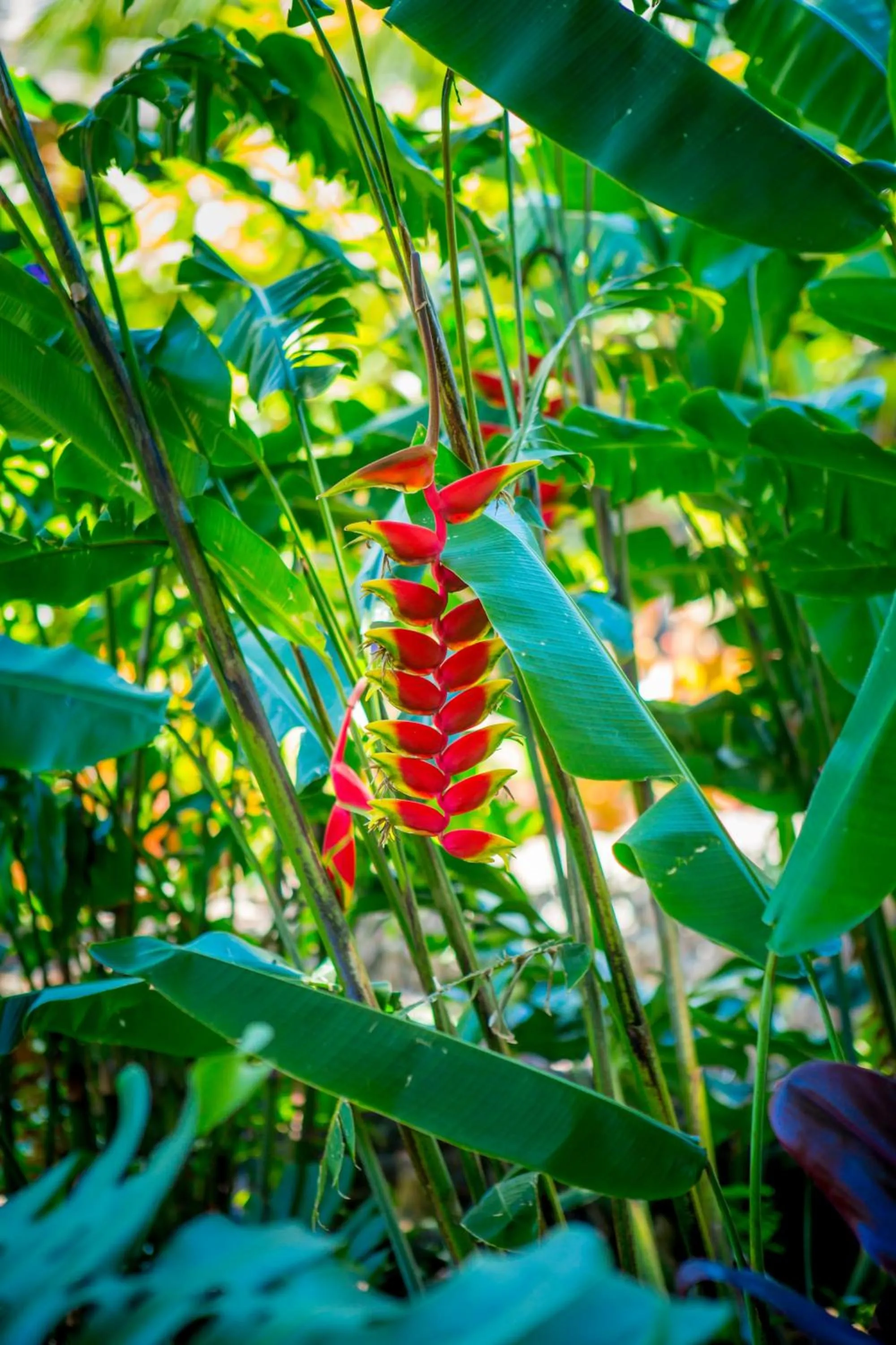 Garden in Lumeria Maui, Educational Retreat Center
