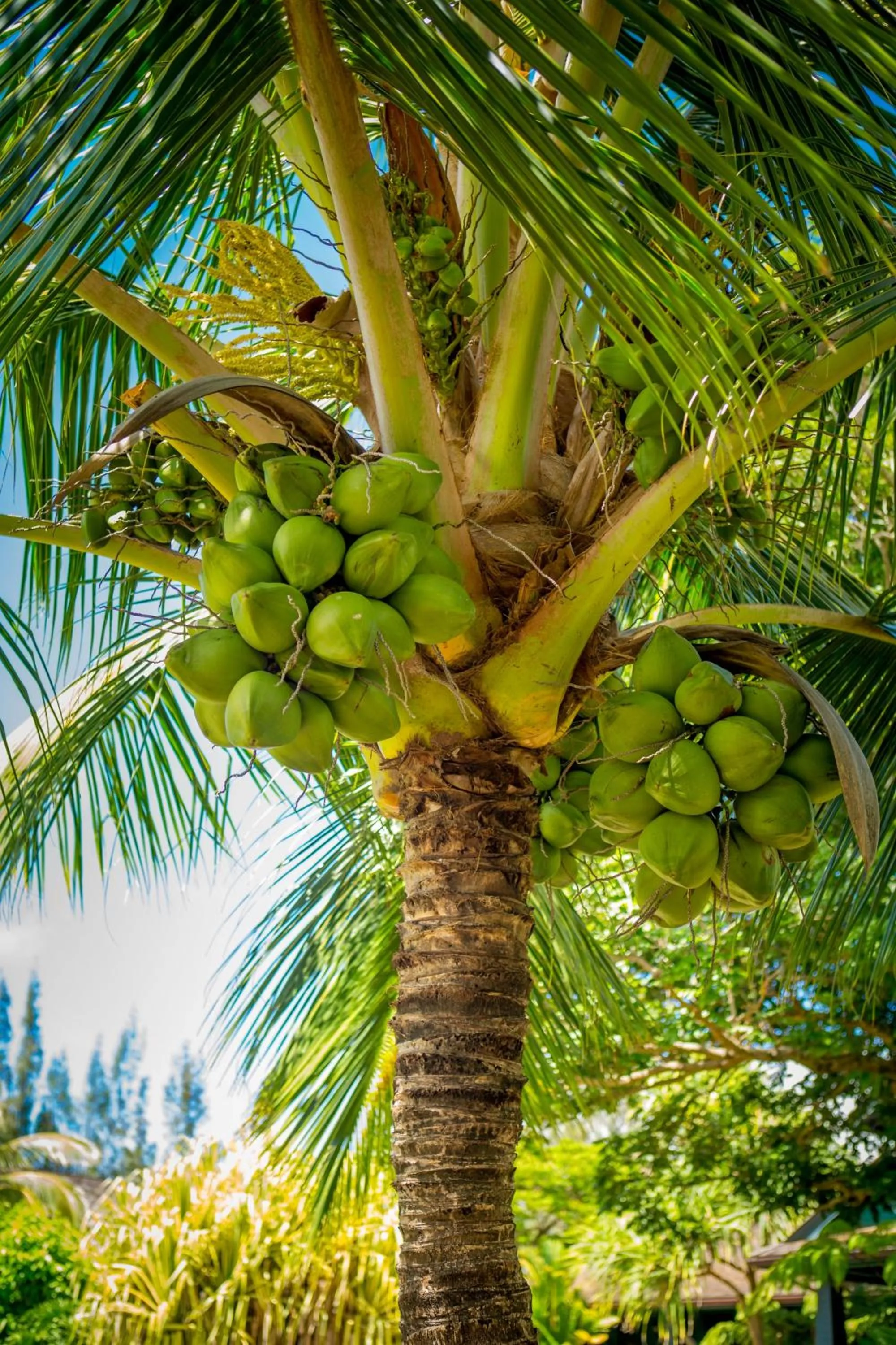 Garden in Lumeria Maui, Educational Retreat Center