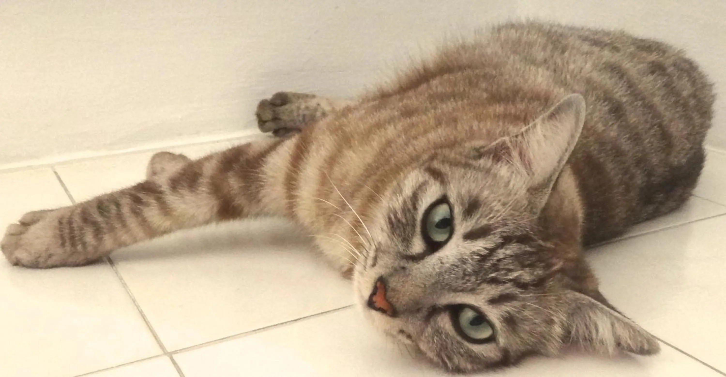 Pets in Rumah Putih B&B near KLIA