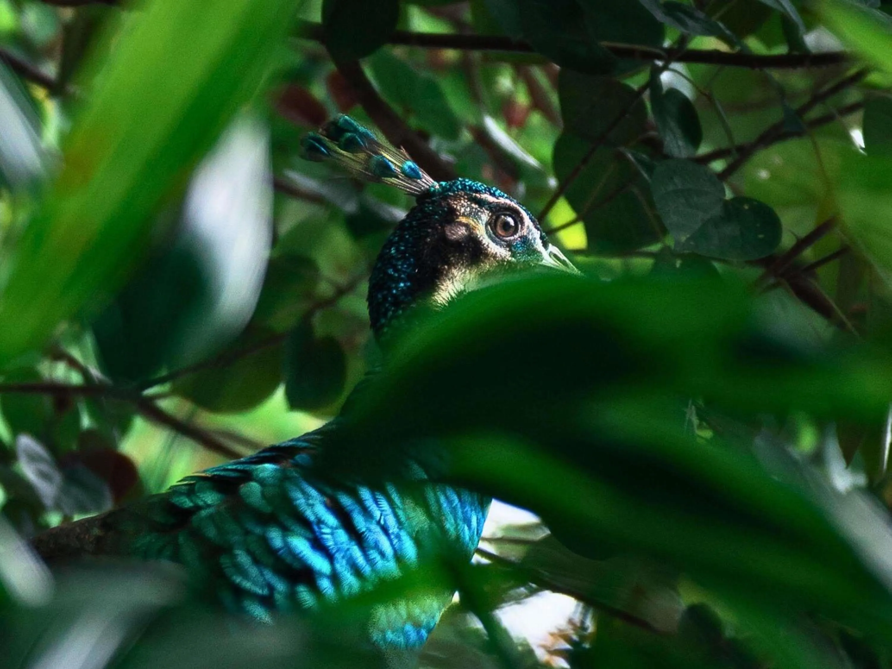Other in Sofitel Singapore Sentosa