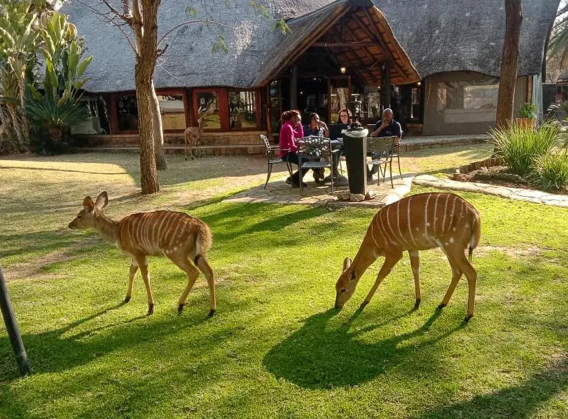 Ditholo Game Lodge Bela Bela