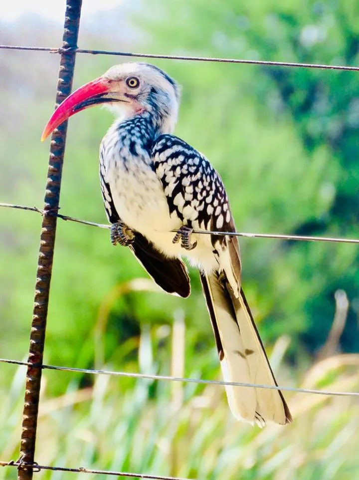 Ditholo Game Lodge Bela Bela