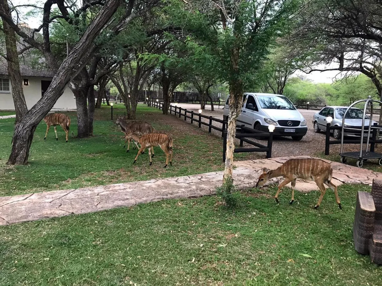 Ditholo Game Lodge Bela Bela