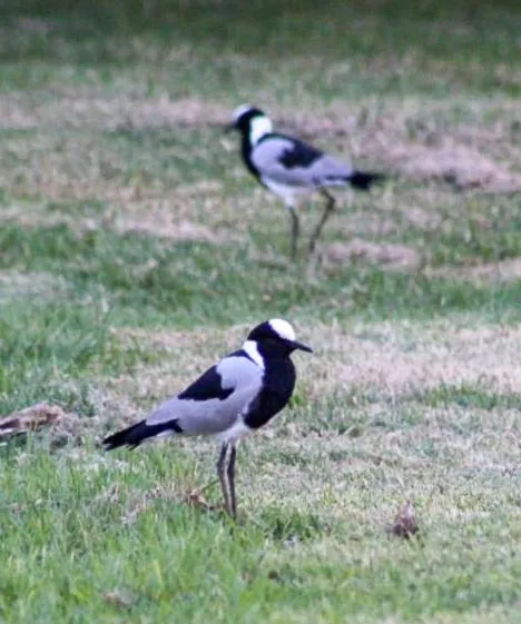 Ditholo Game Lodge Bela Bela