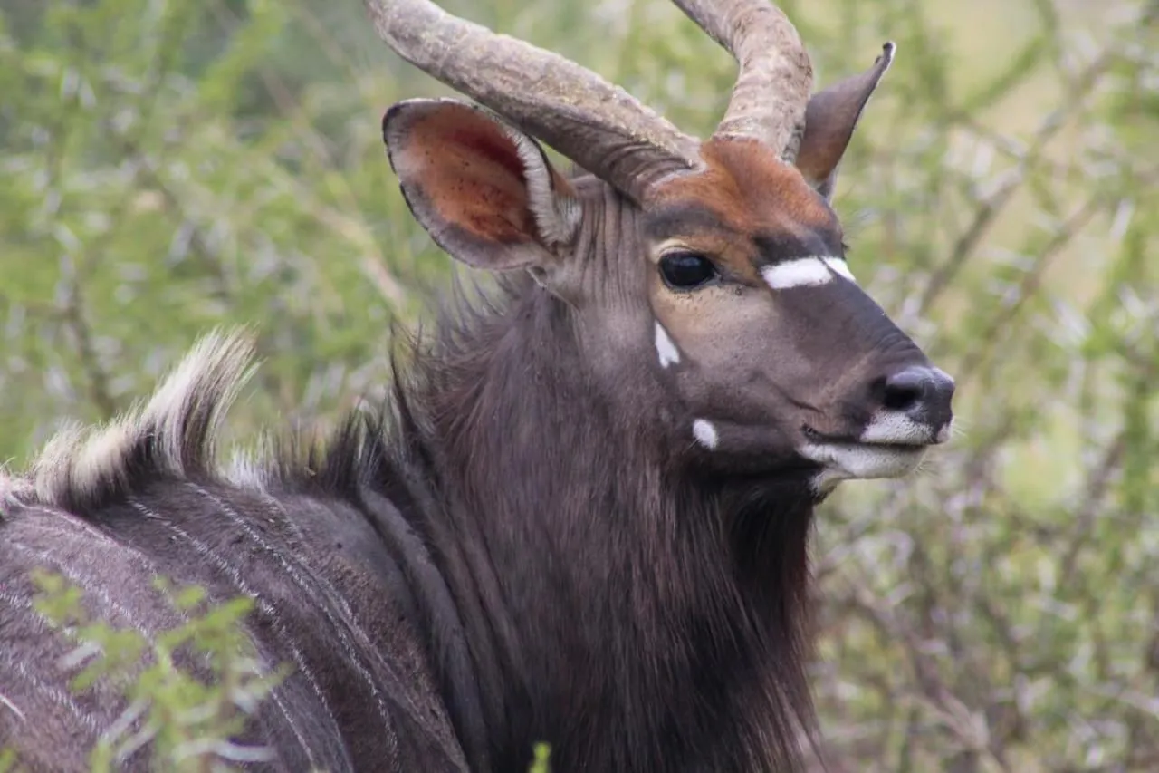Ditholo Game Lodge Bela Bela