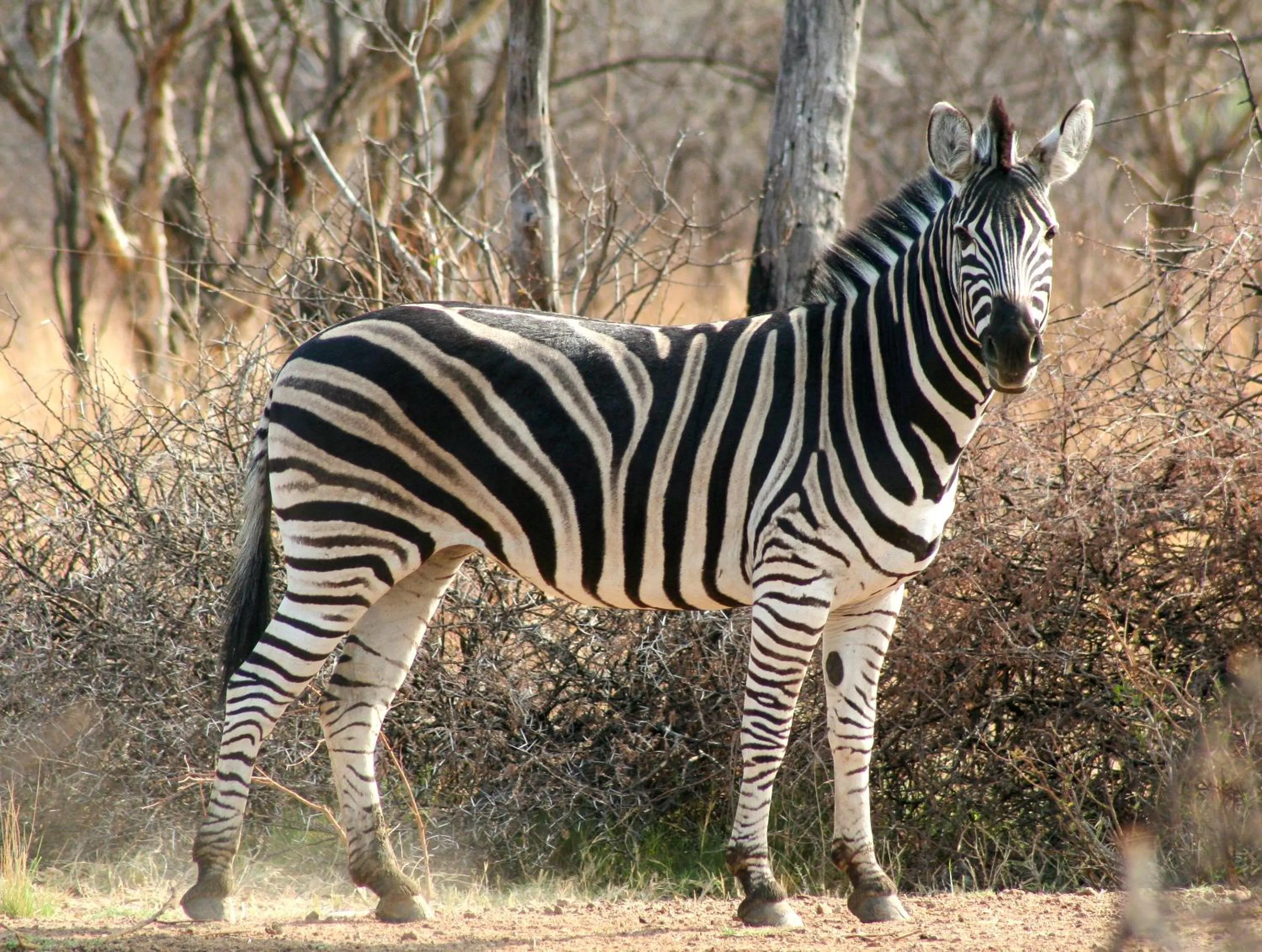 Ditholo Game Lodge Bela Bela