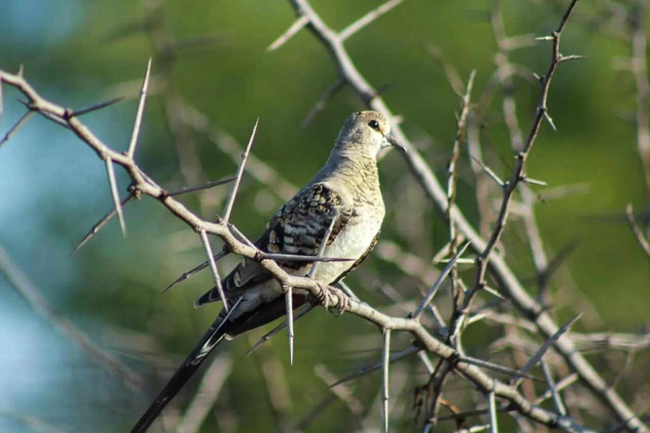 Ditholo Game Lodge Bela Bela