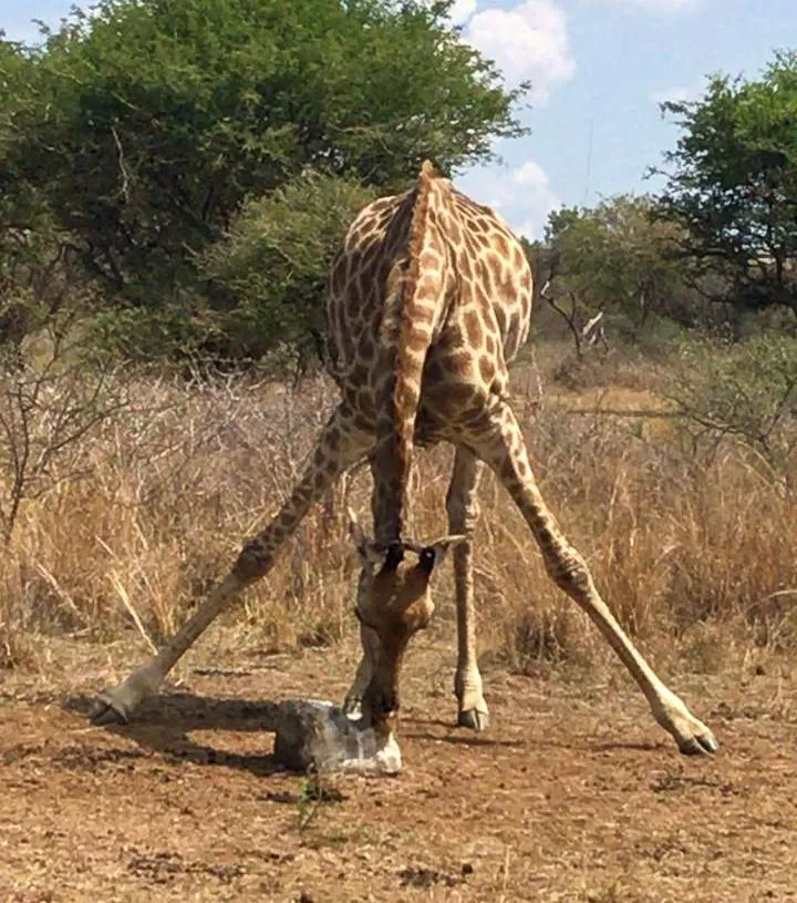 Ditholo Game Lodge Bela Bela