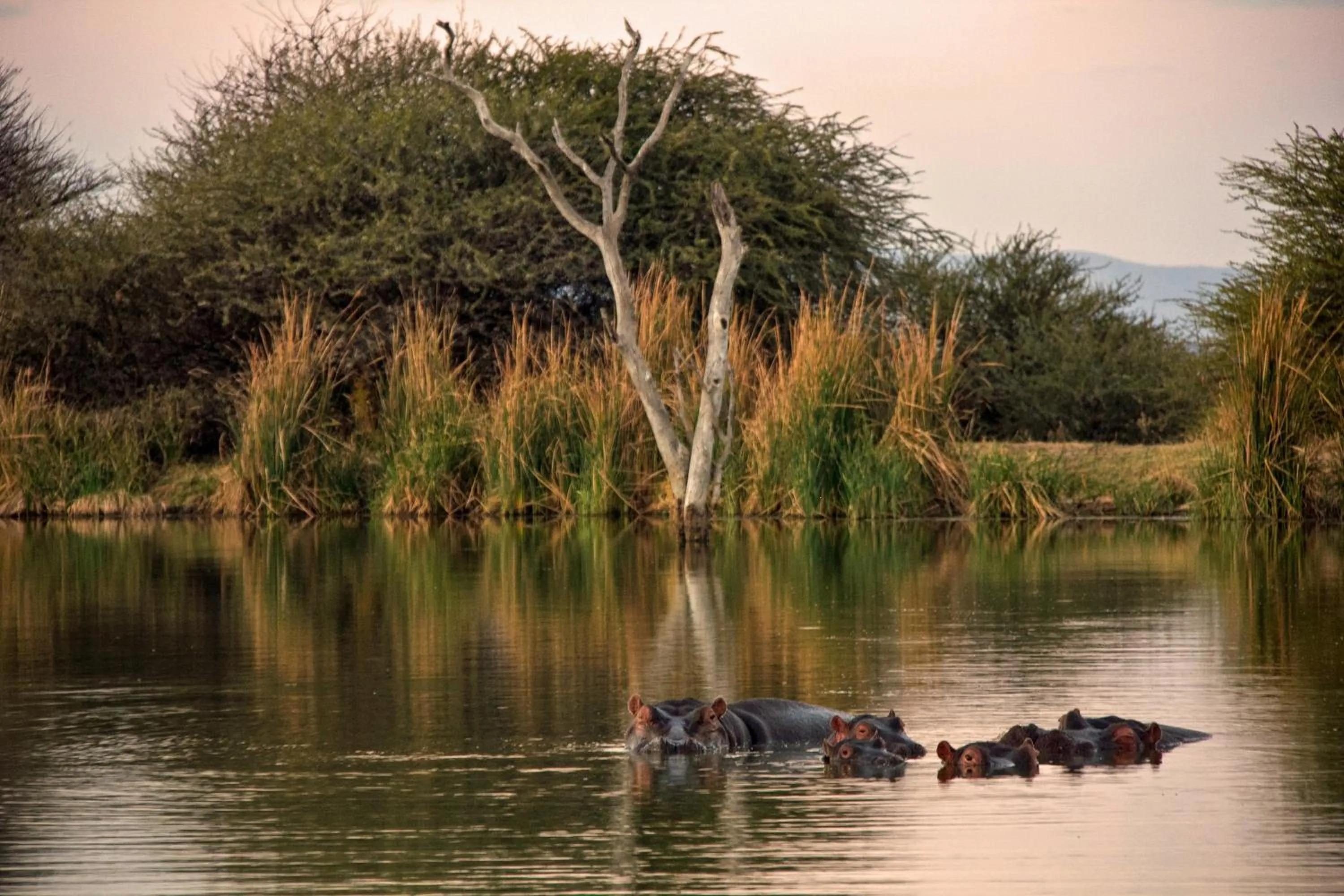 Ditholo Game Lodge Bela Bela