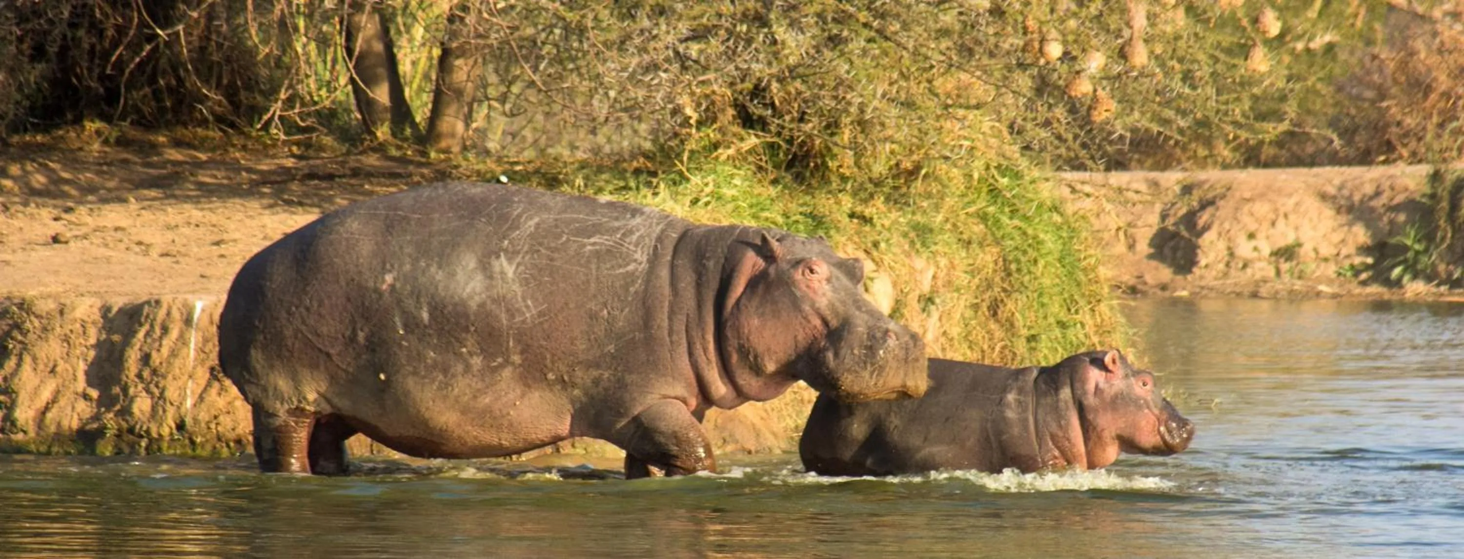 Ditholo Game Lodge Bela Bela