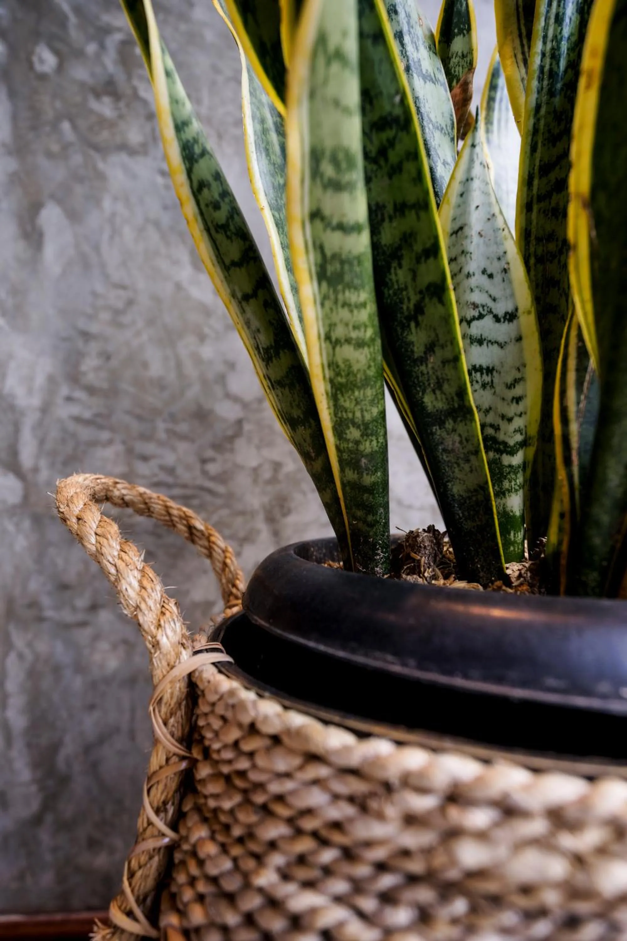 Garden in La Isla Villas Bali