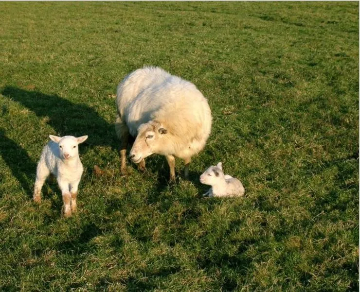 Chambres d'Hôtes Oyhanartia