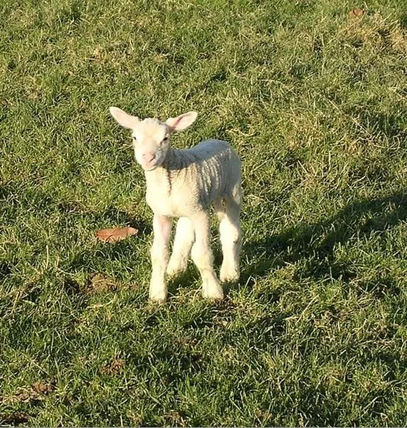 Chambres d'Hôtes Oyhanartia
