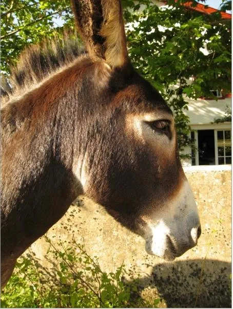 Chambres d'Hôtes Oyhanartia