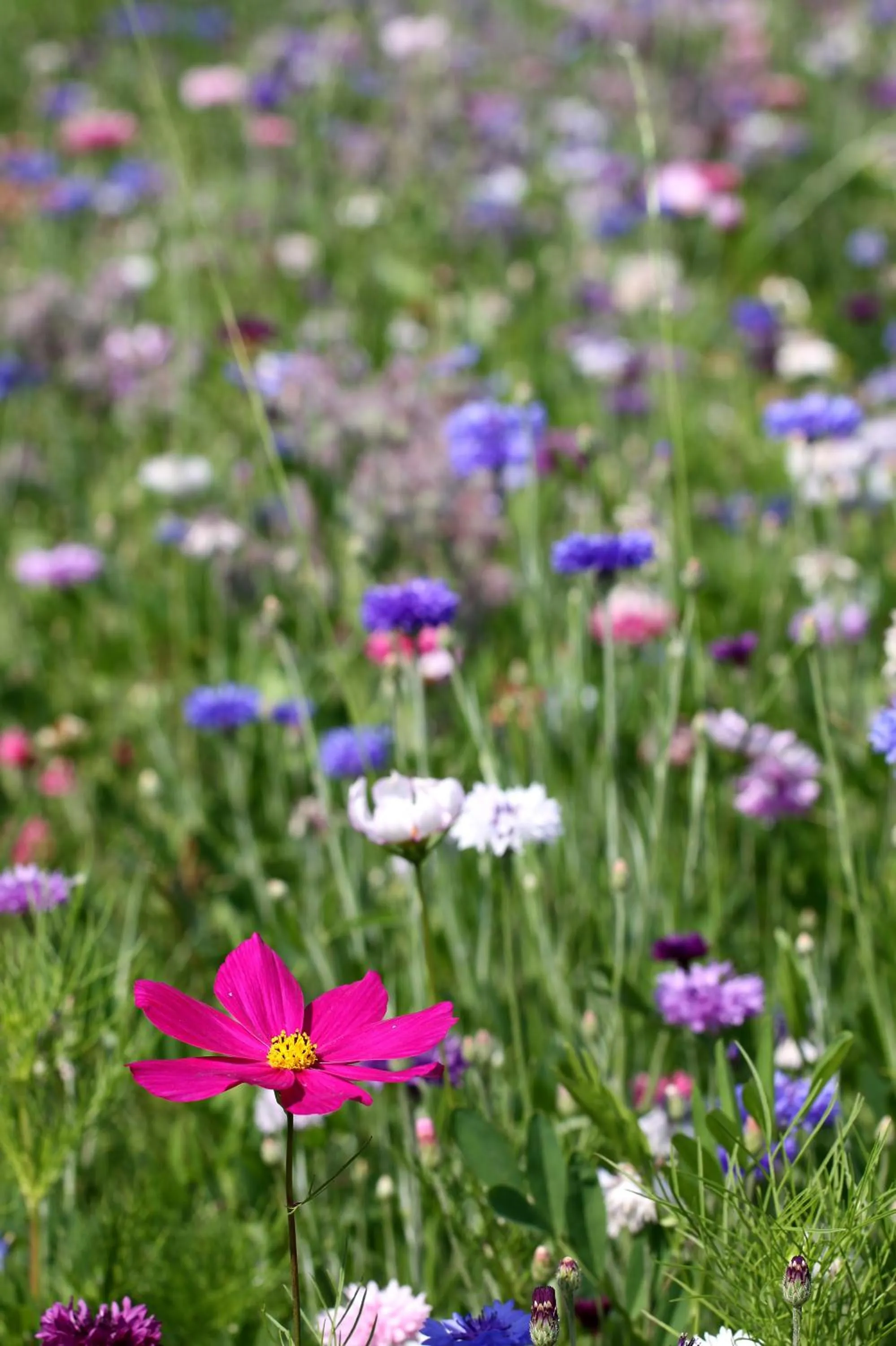 Spring in le chat botté77