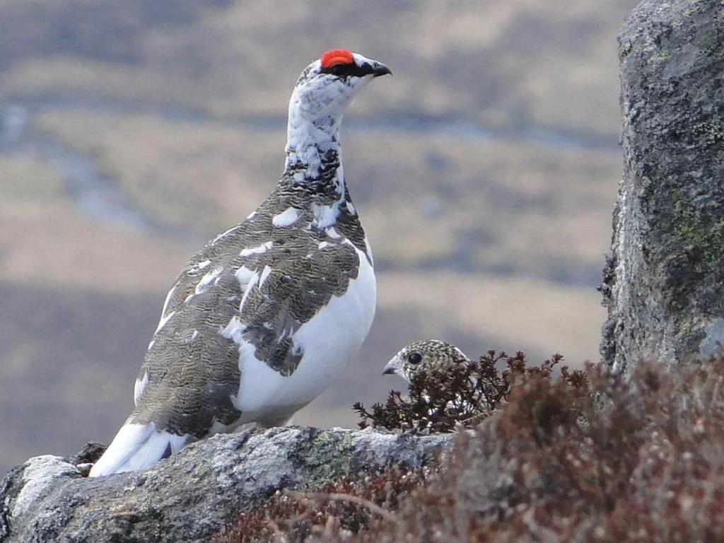 Neighbourhood in Binnilidh Mhor B&B