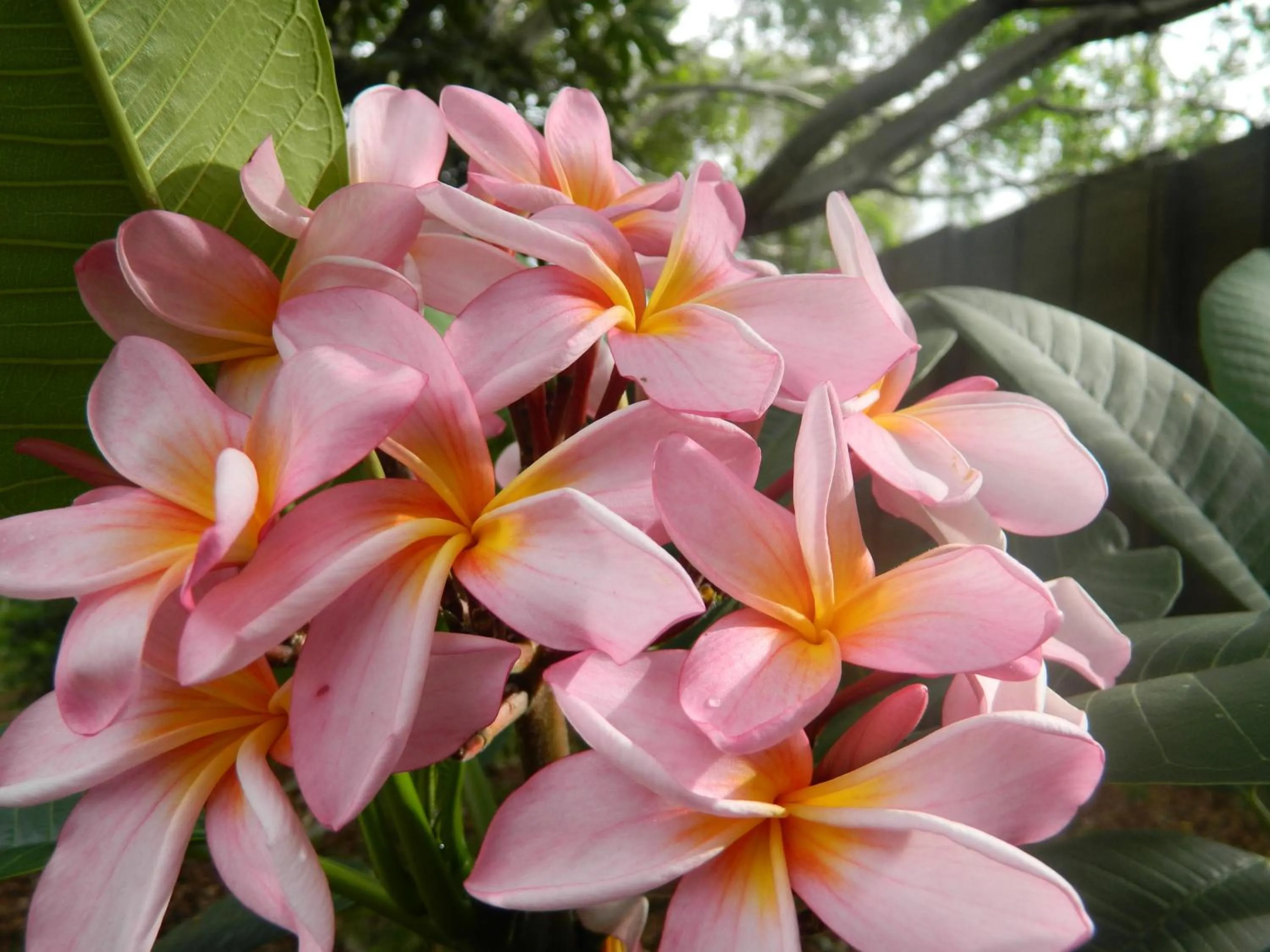 Garden in Coomera Motor Inn