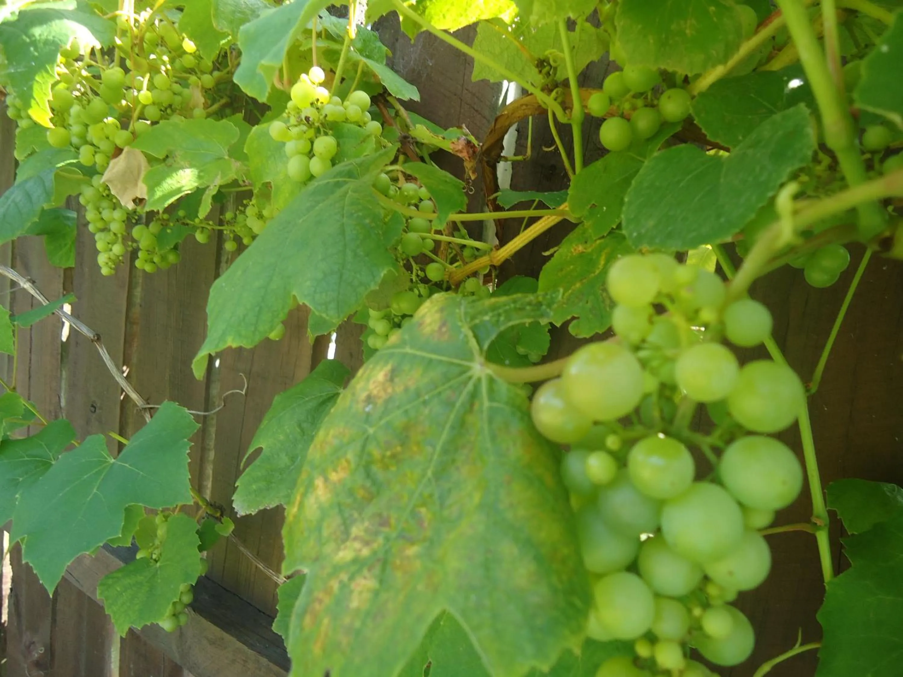 Garden in Tripinn Motel & Share Accommodation