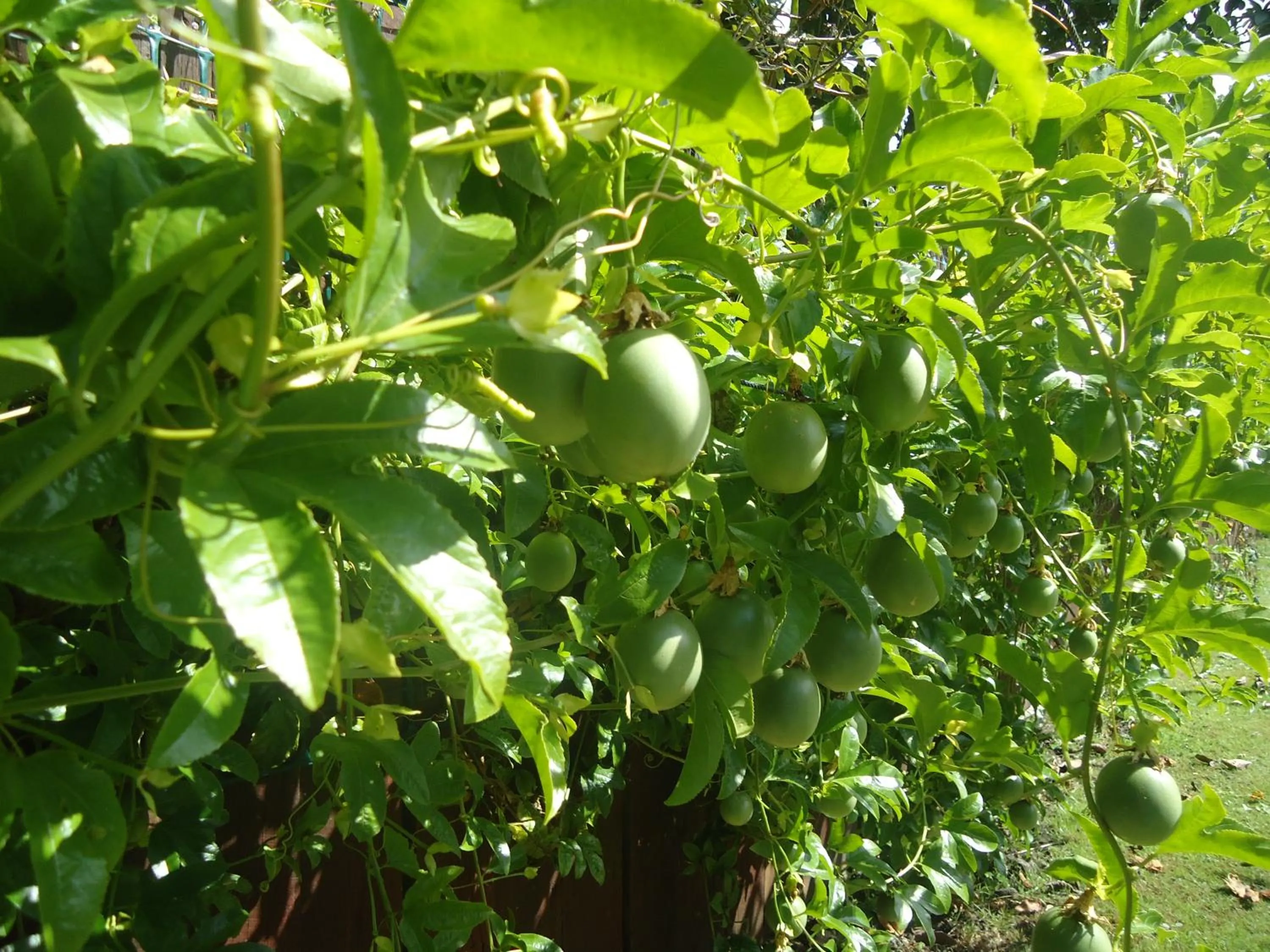 Garden in Tripinn Motel & Share Accommodation