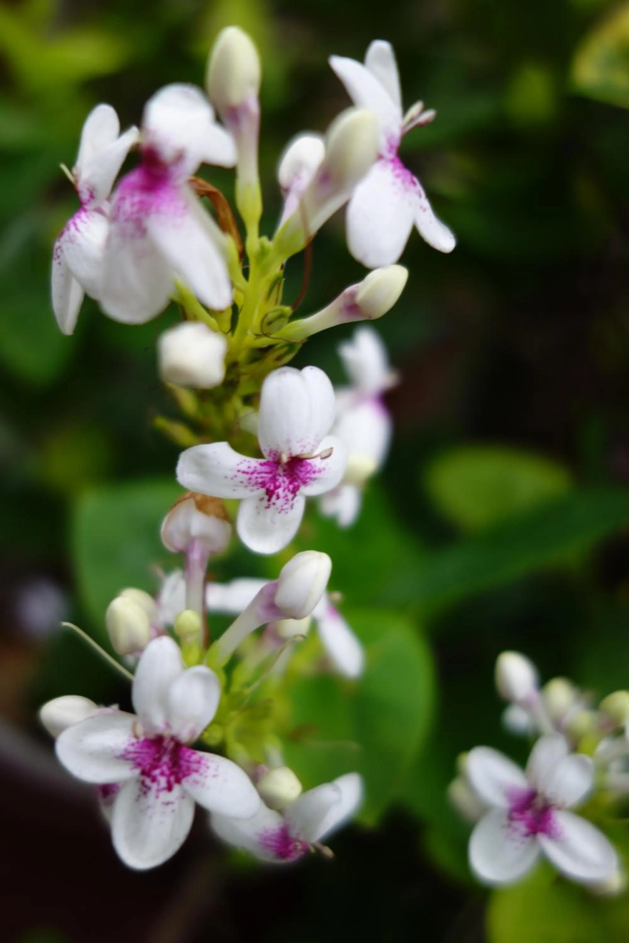 Property building in Banana Leaf Bungalow