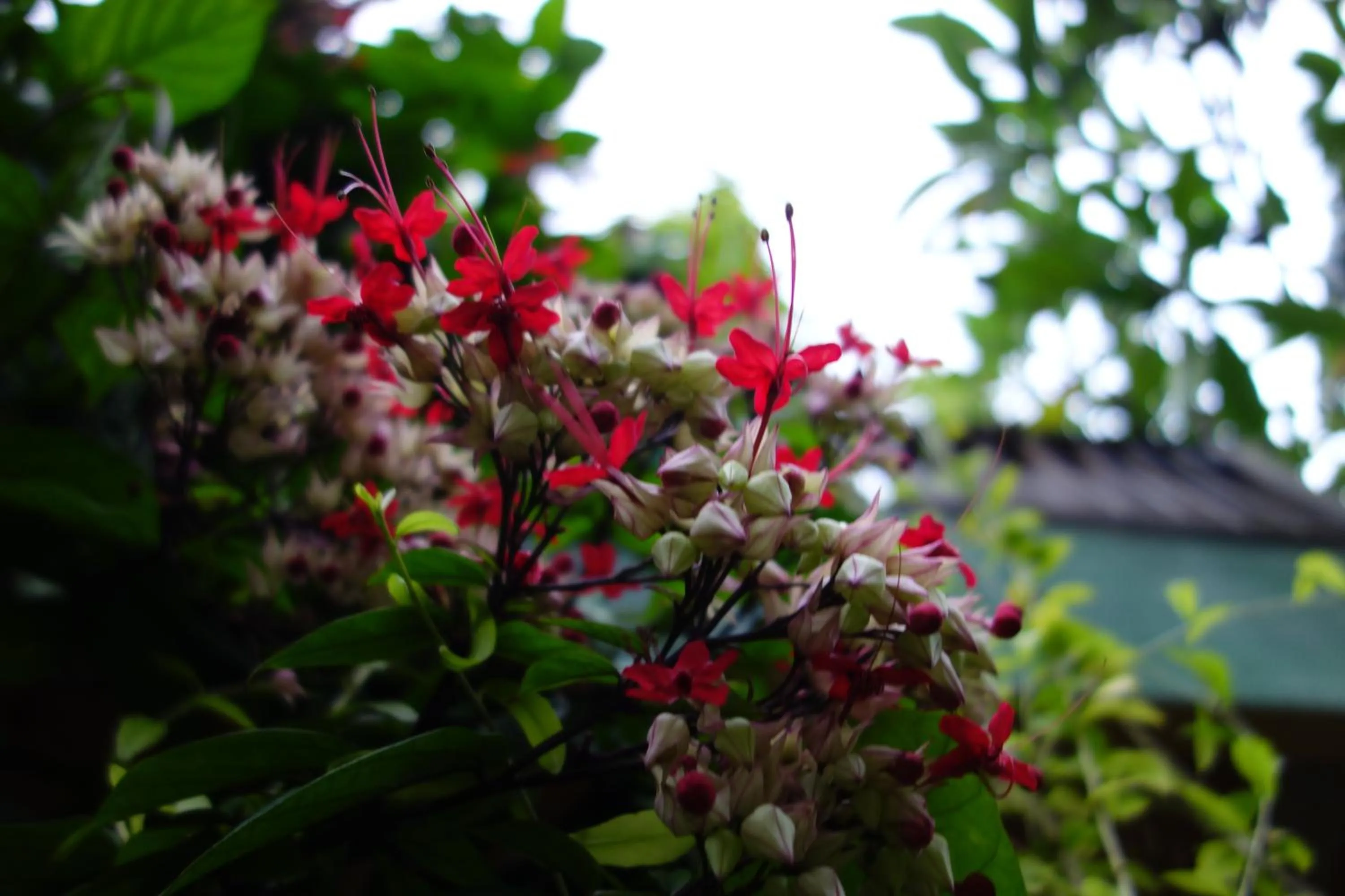 Garden view in Banana Leaf Bungalow