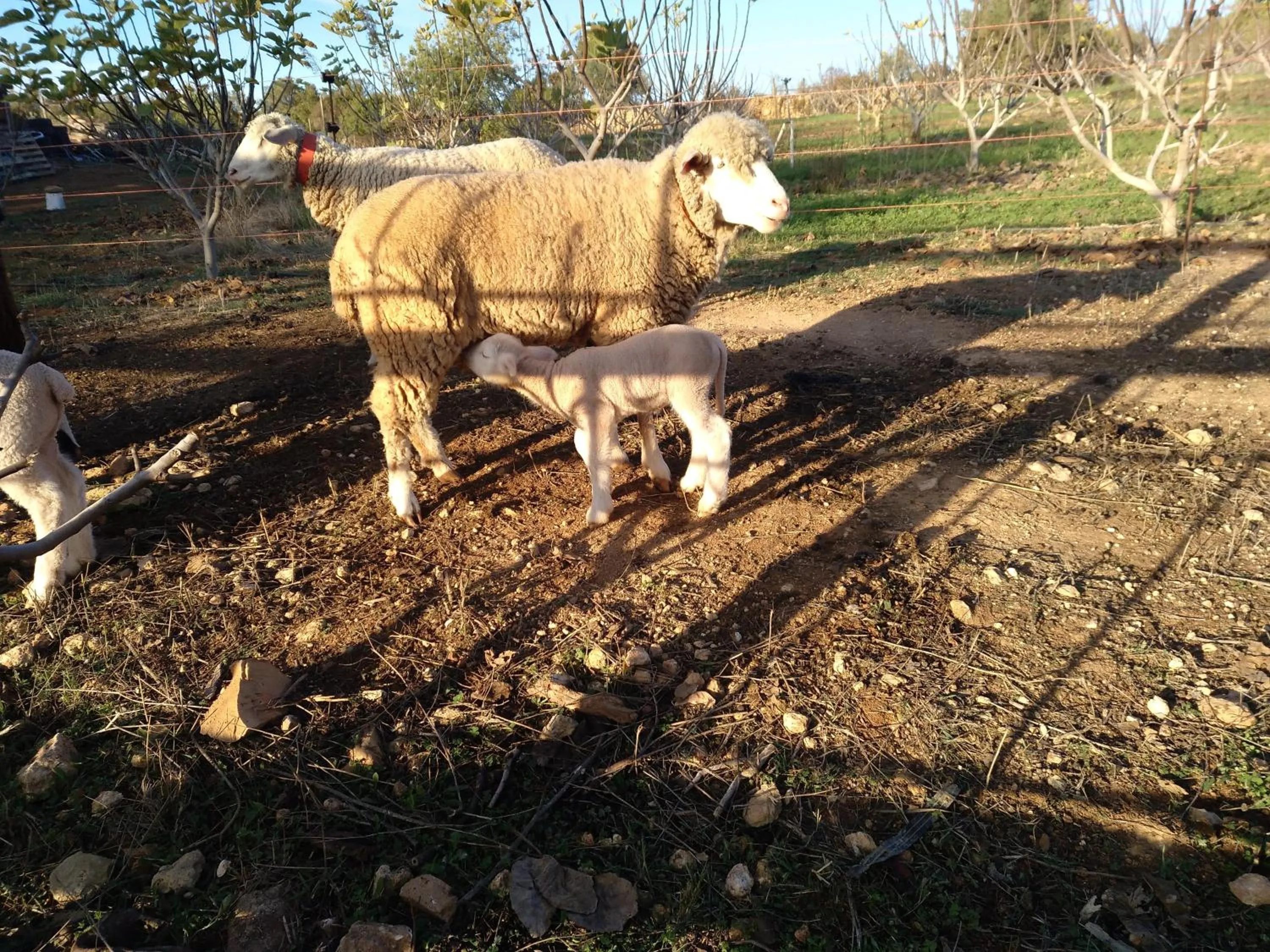 Pets in Monte das Perdizes