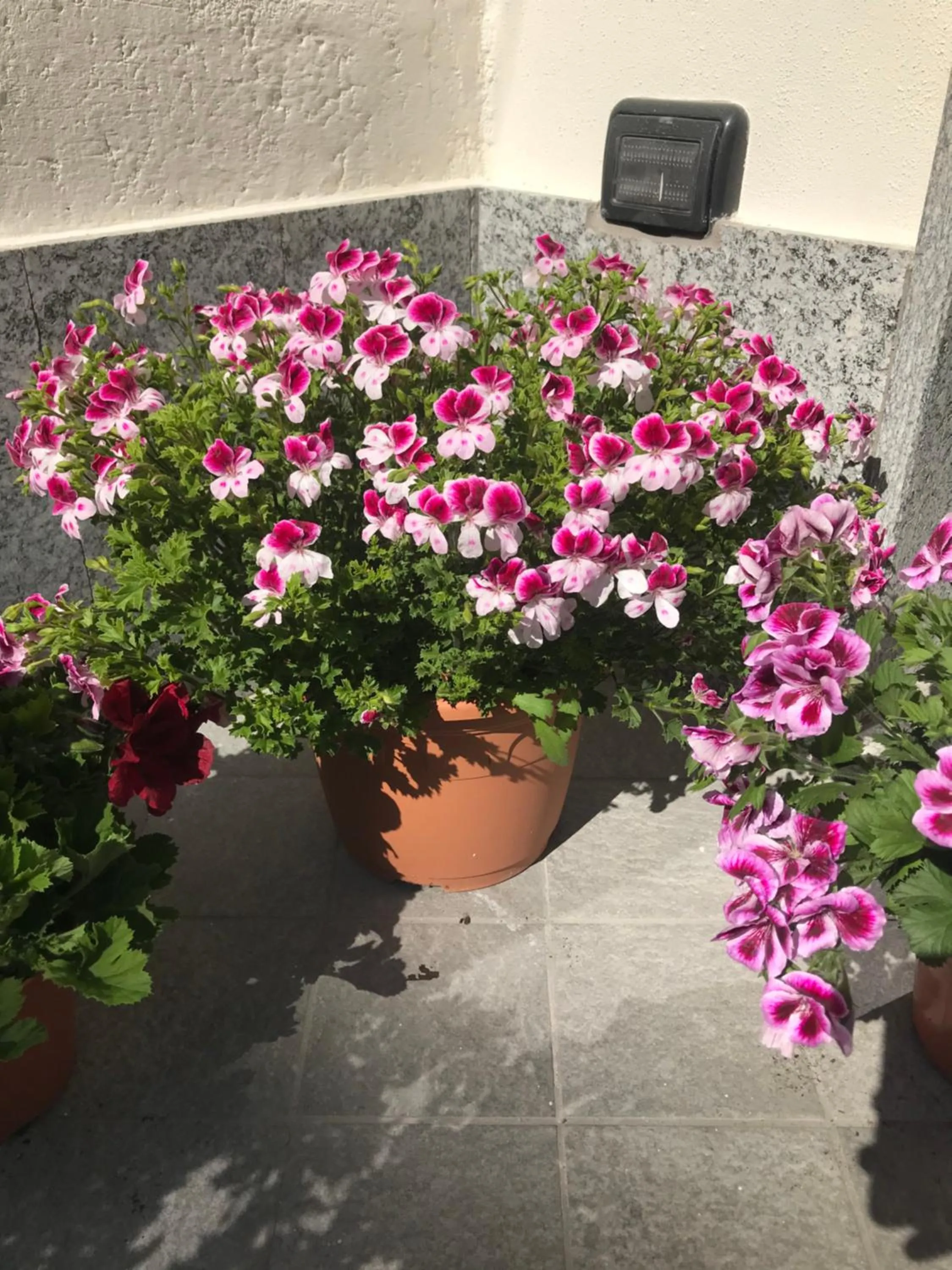 Facade/entrance in Dely B&B