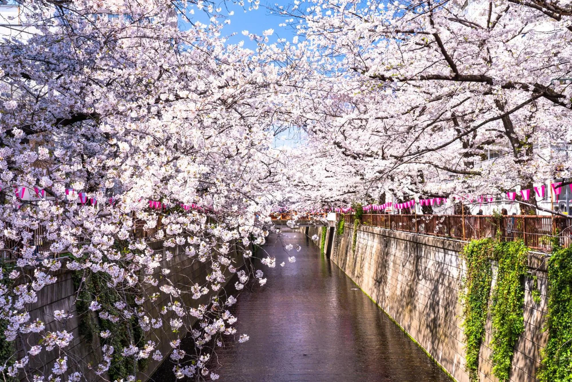 Wander Tokyo Shibuya