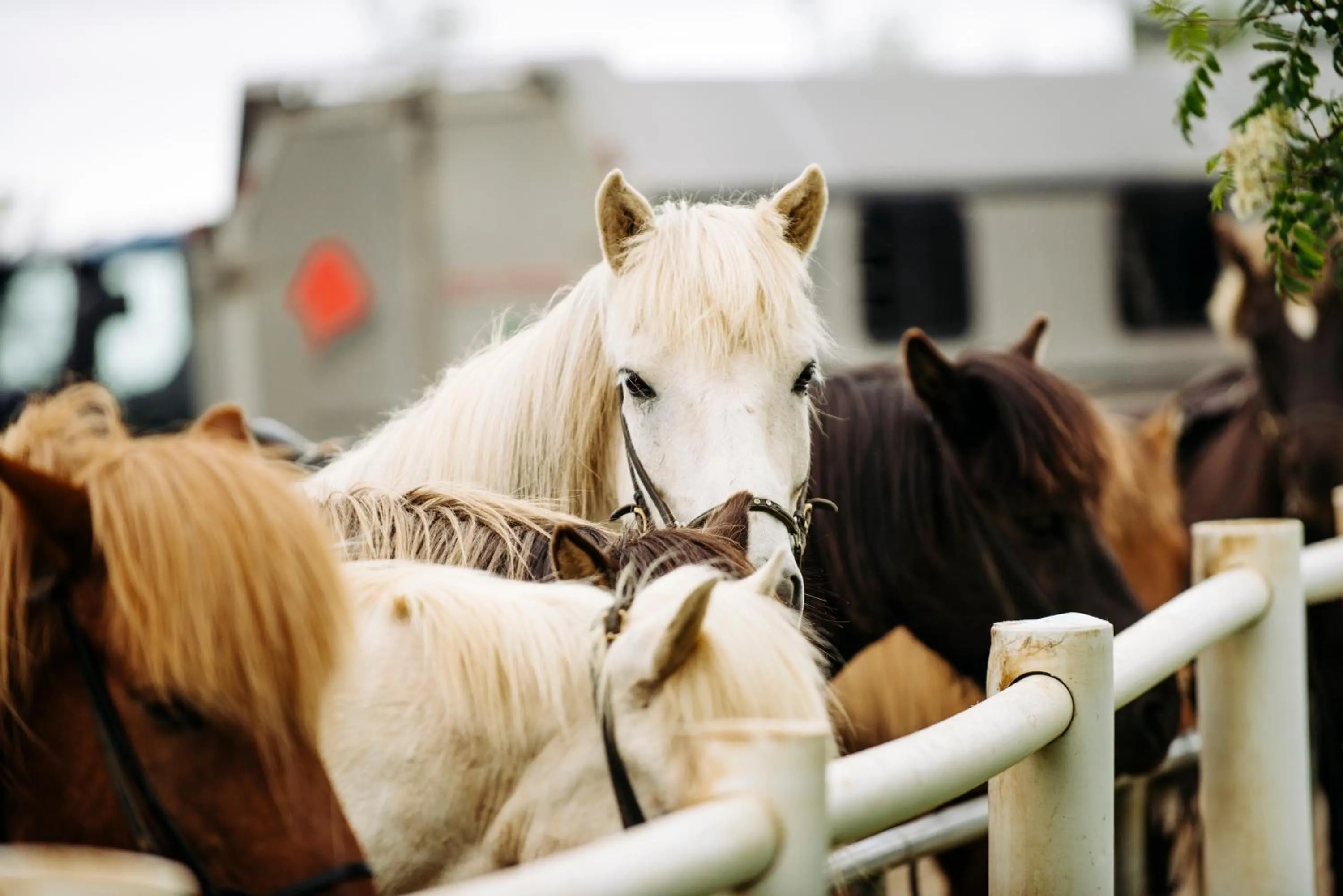 Horse-riding in Hótel Eldhestar