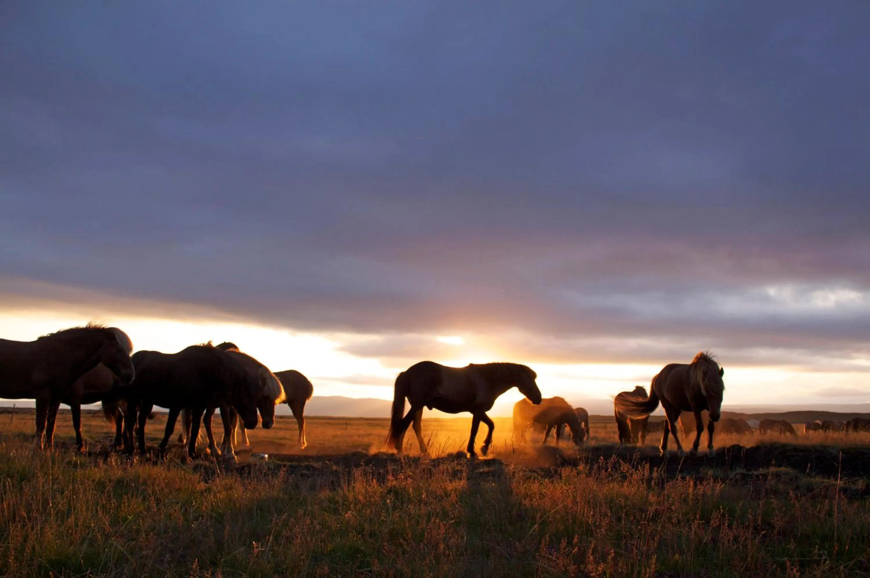 Horse-riding in Hótel Eldhestar