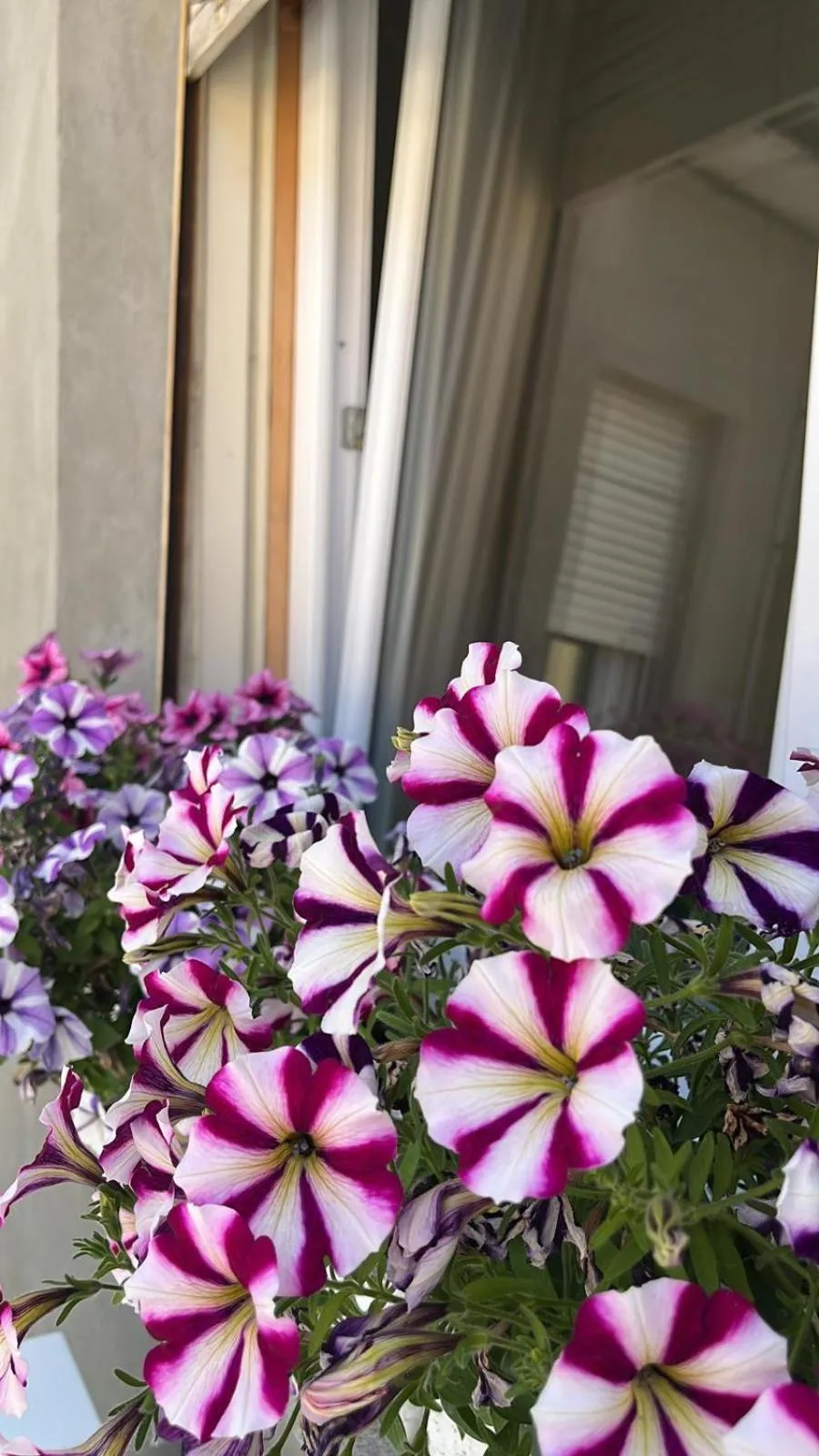 Garden in B&B Dai Toscans