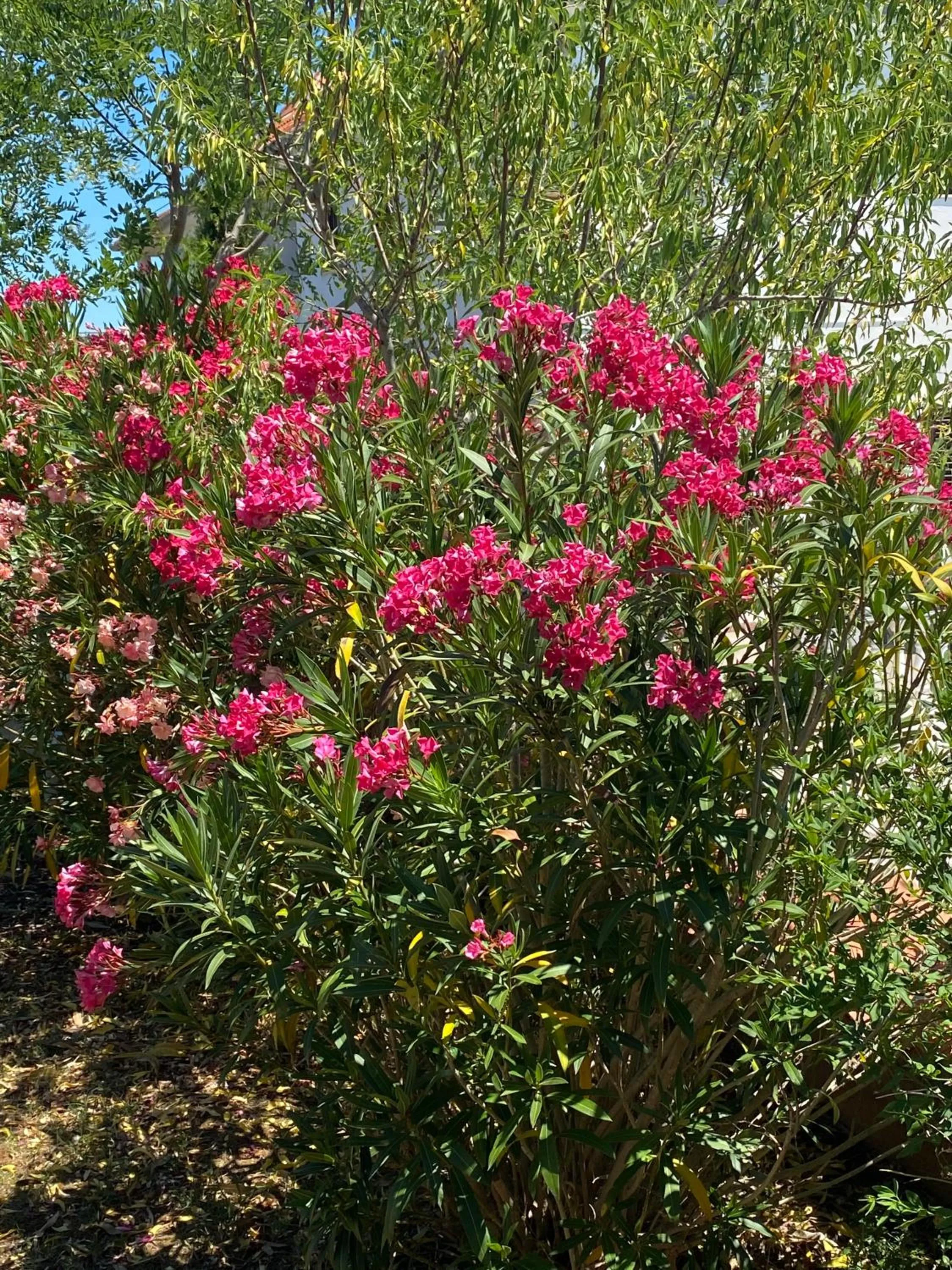 Swimming pool in Hotel Aurora
