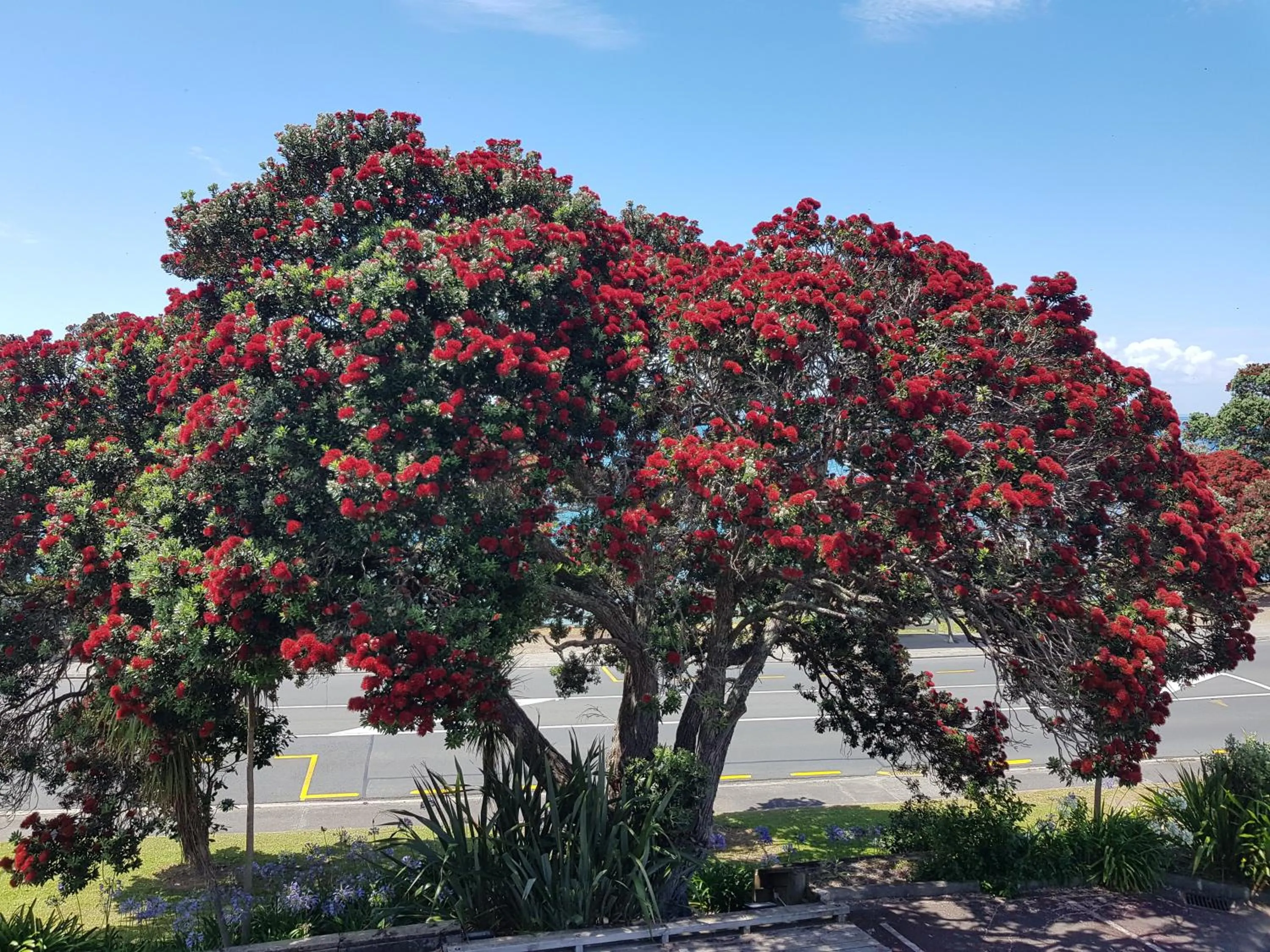 Natural landscape in Whangaparaoa Lodge