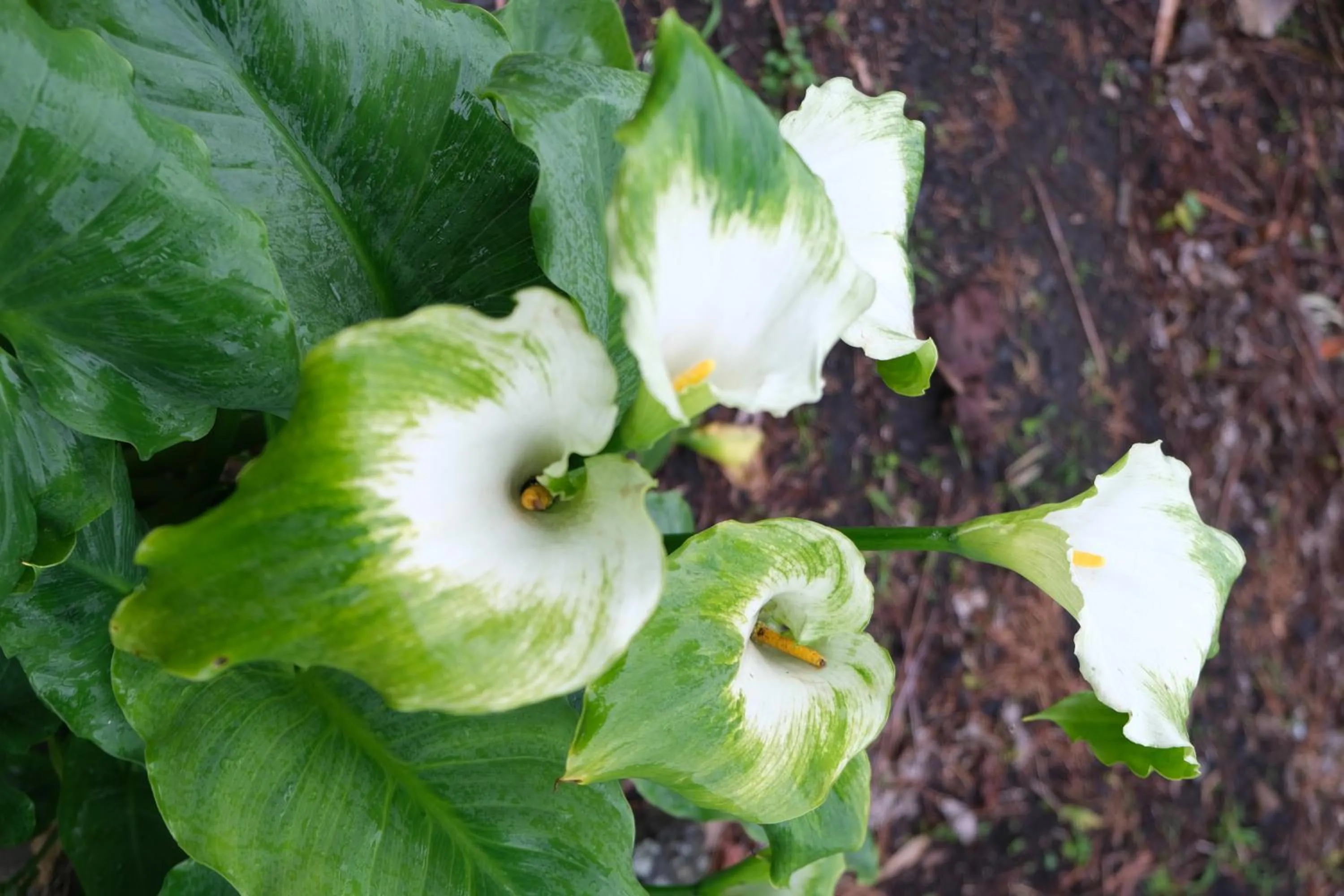 Garden in Kaloha Holiday Resort Phillip Island